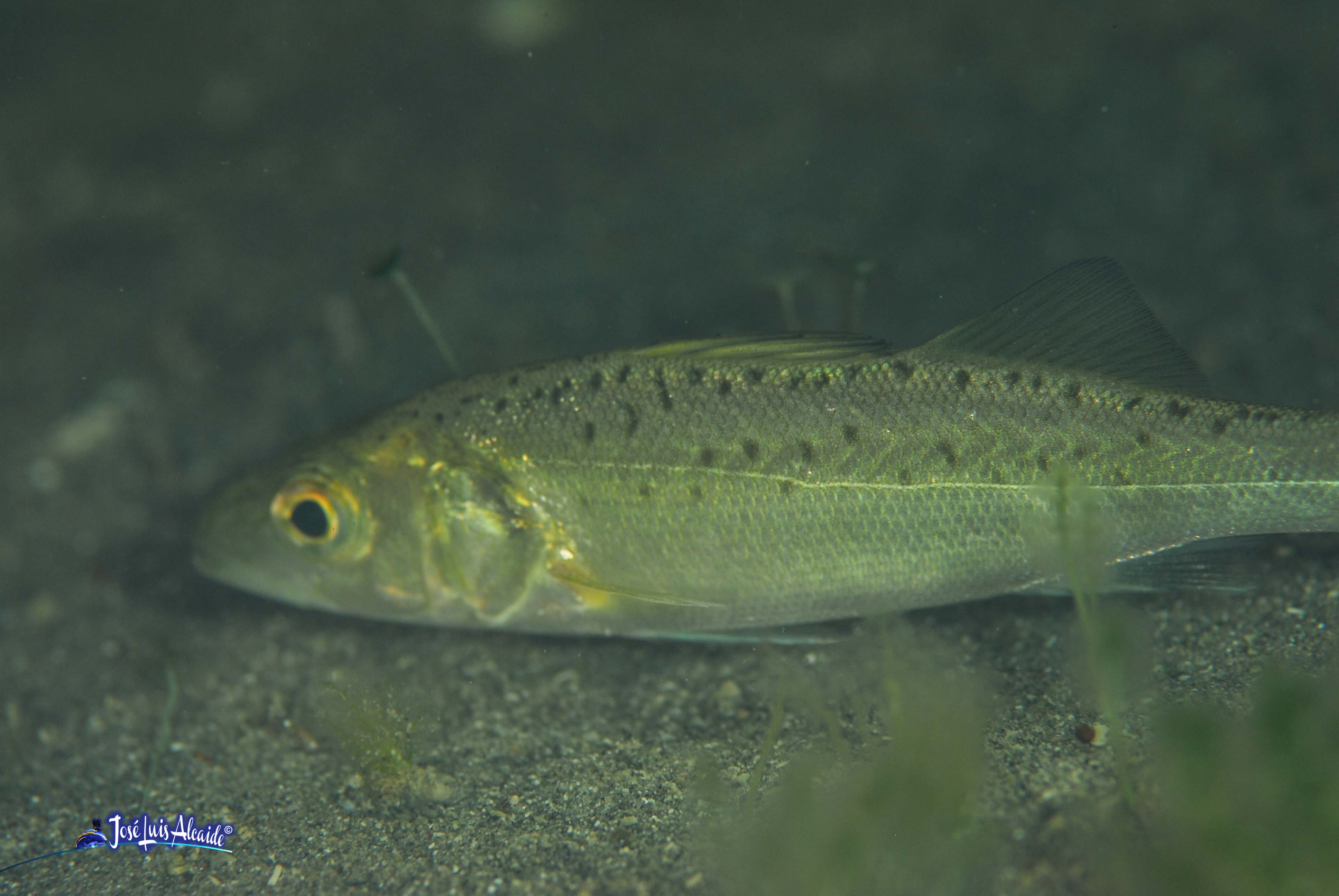 Dicentrarchus punctatus baila