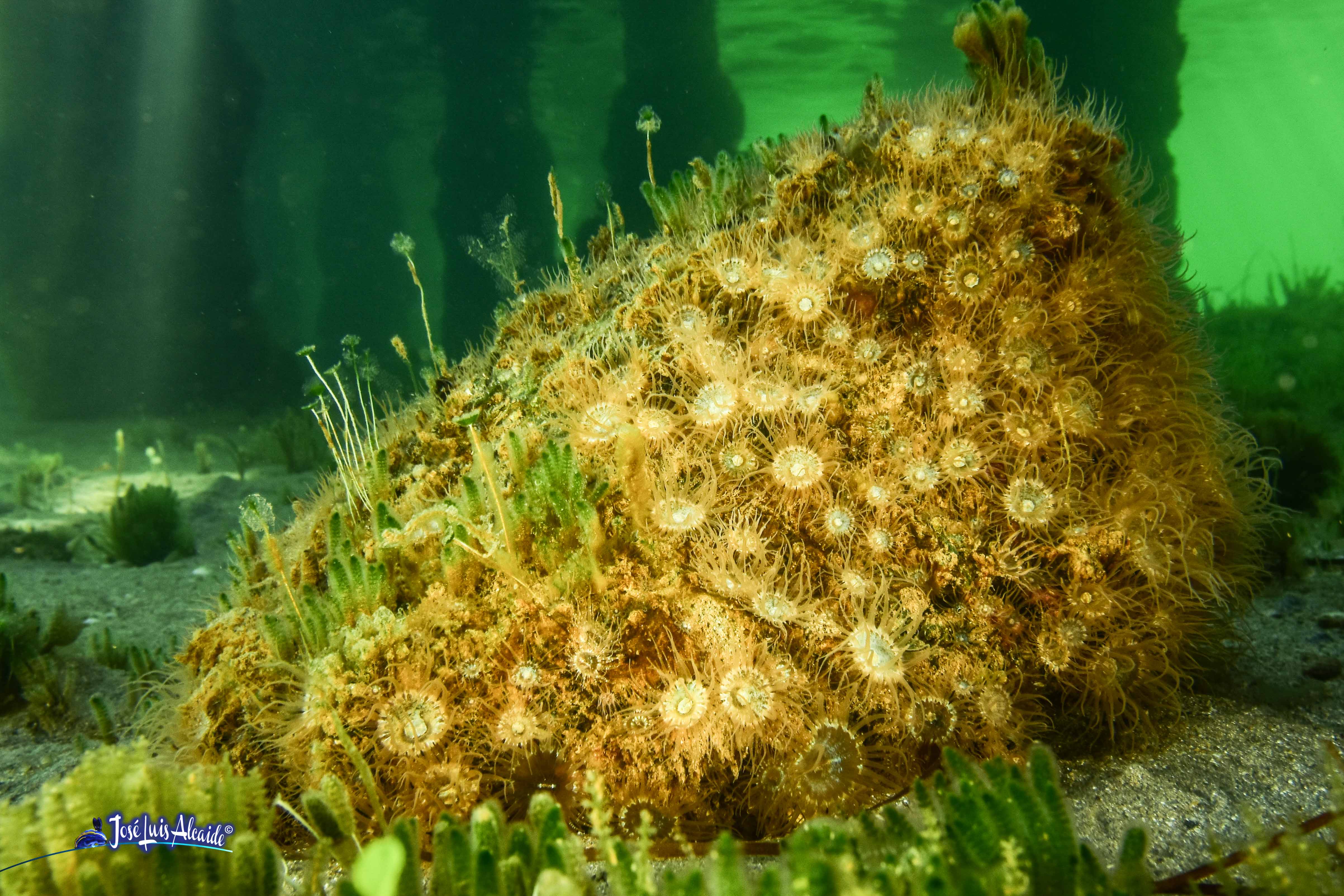 Aiptasia diaphana anémona trompeta