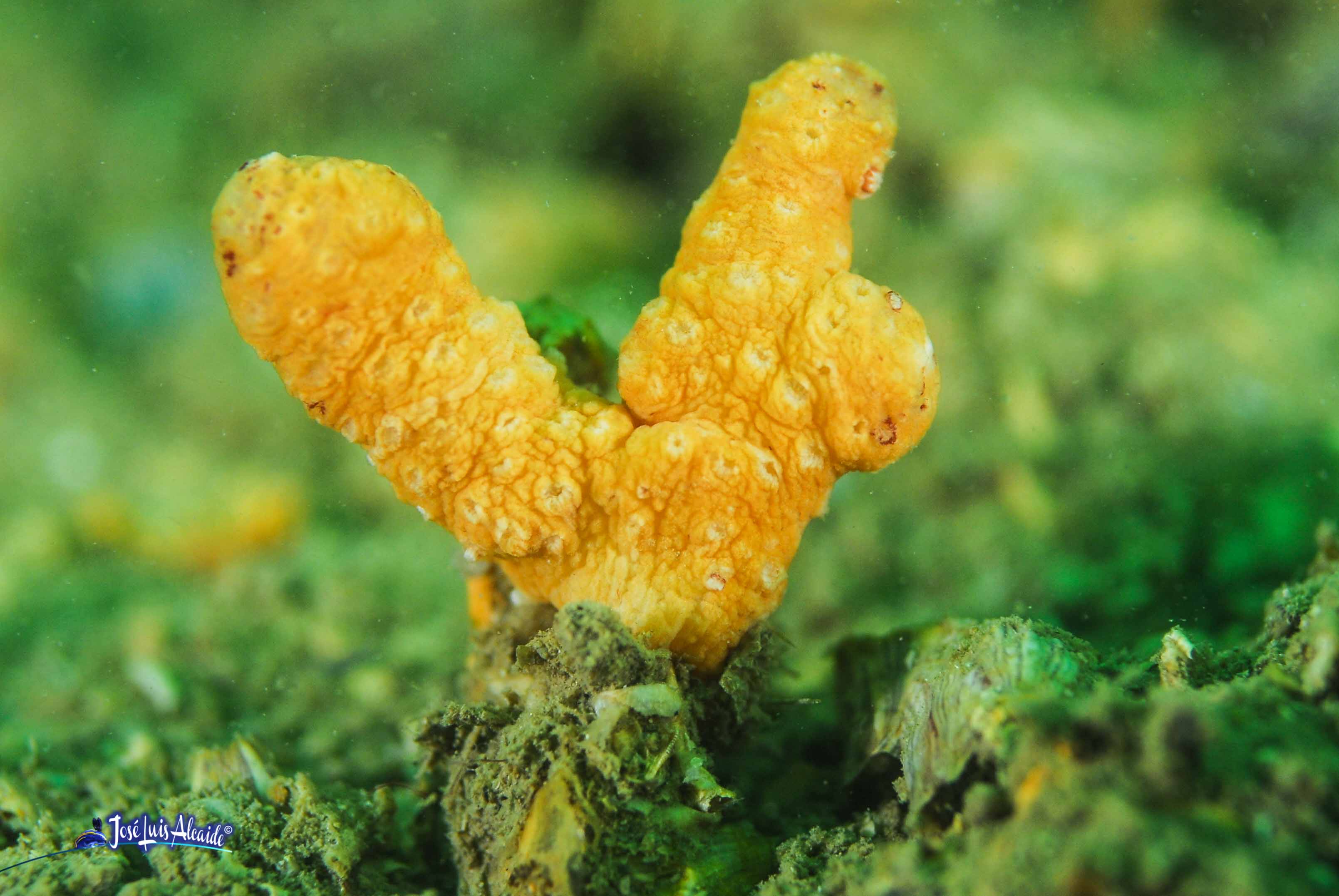 Alcyonium acaule mano de muerto