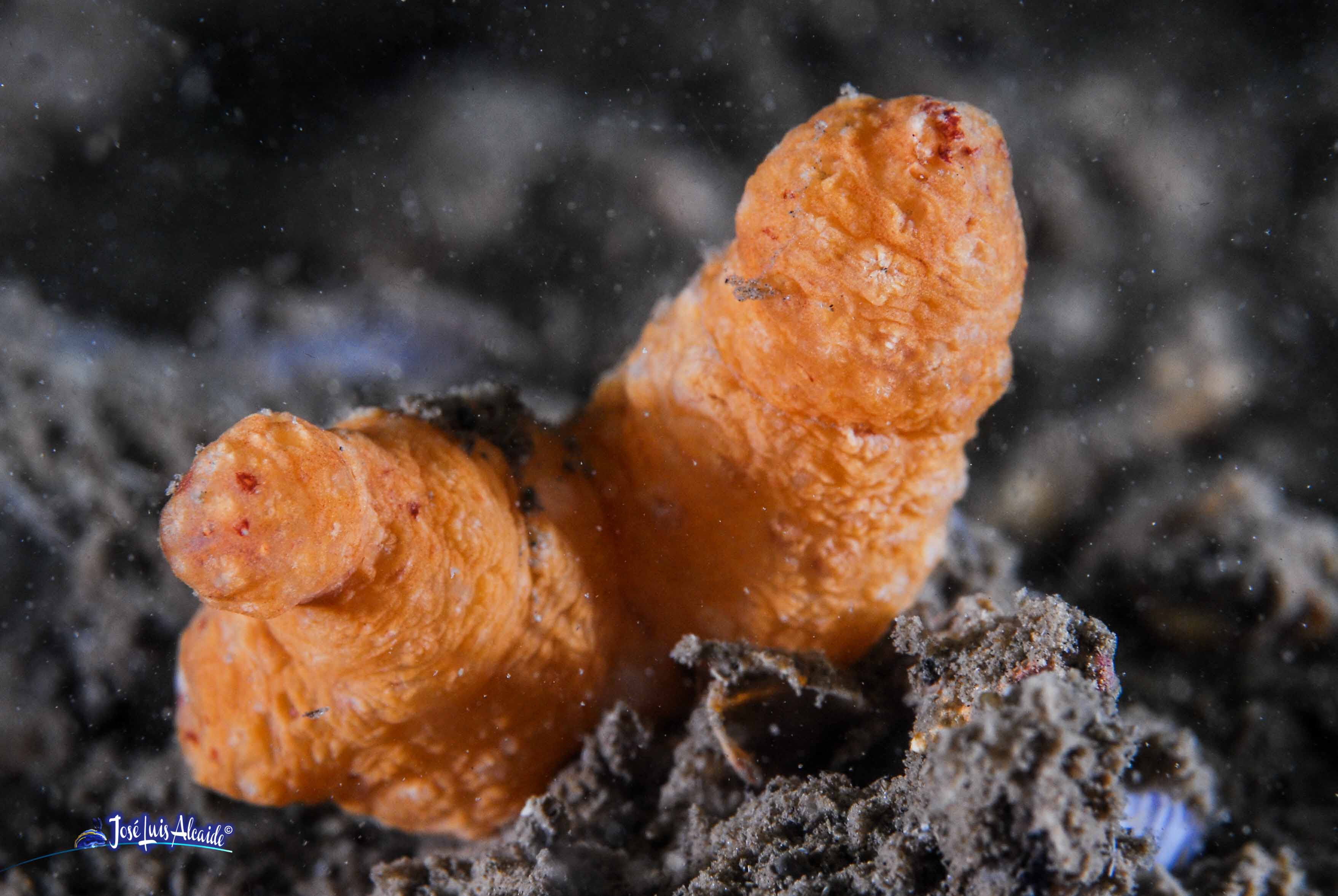 Alcyonium acaule mano de muerto