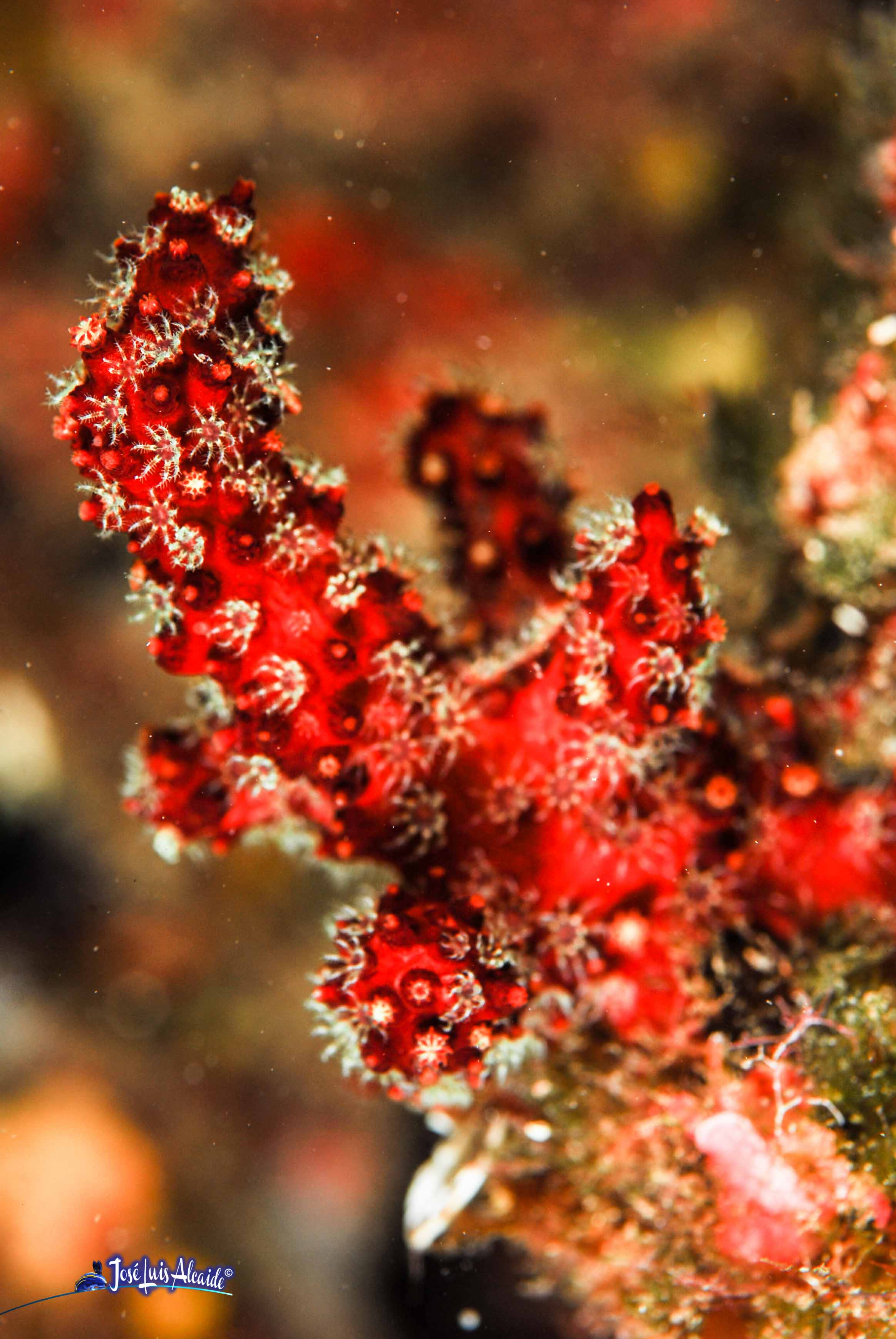 Alcyonium acaule mano de muerto