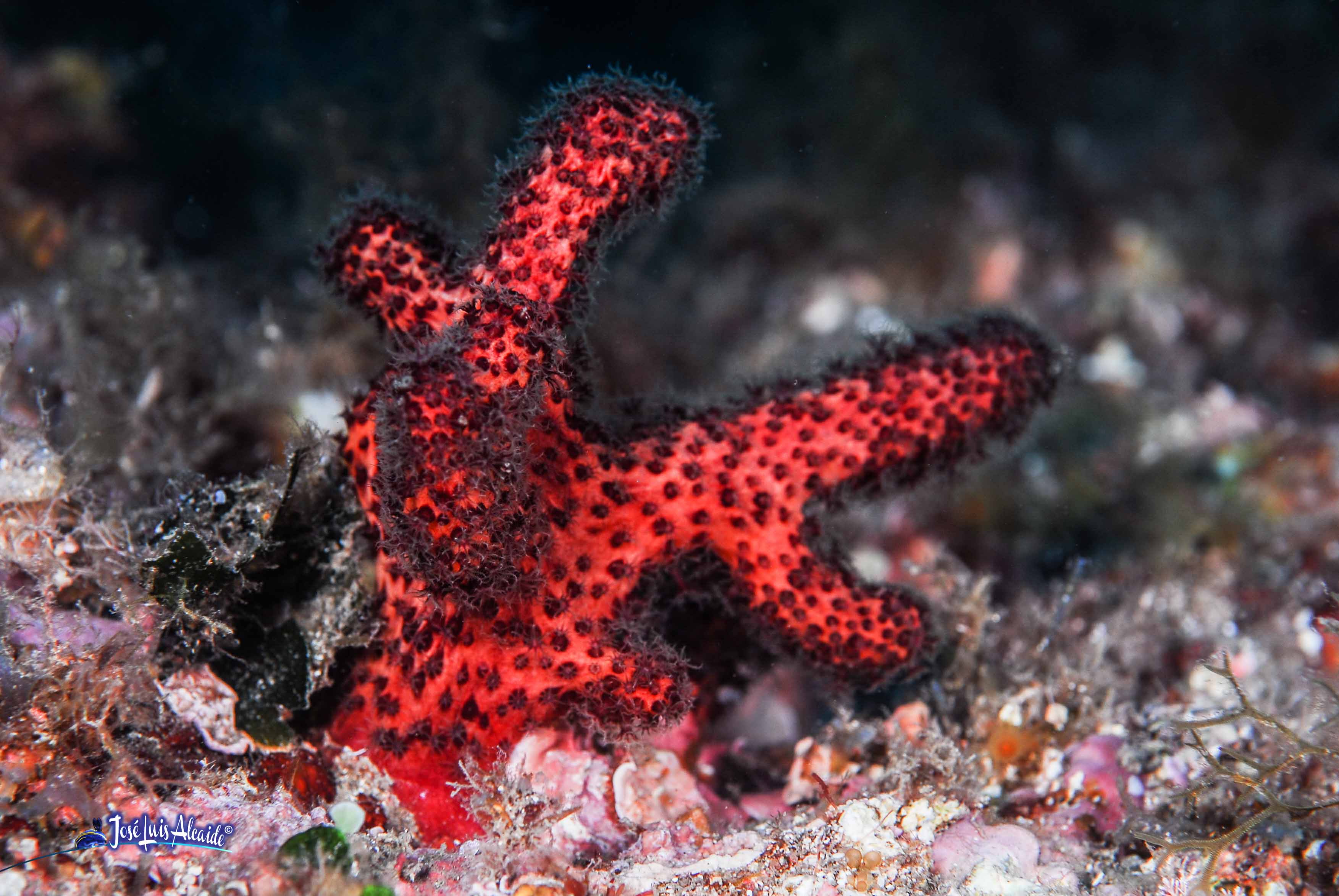 Alcyonium acaule mano de muerto
