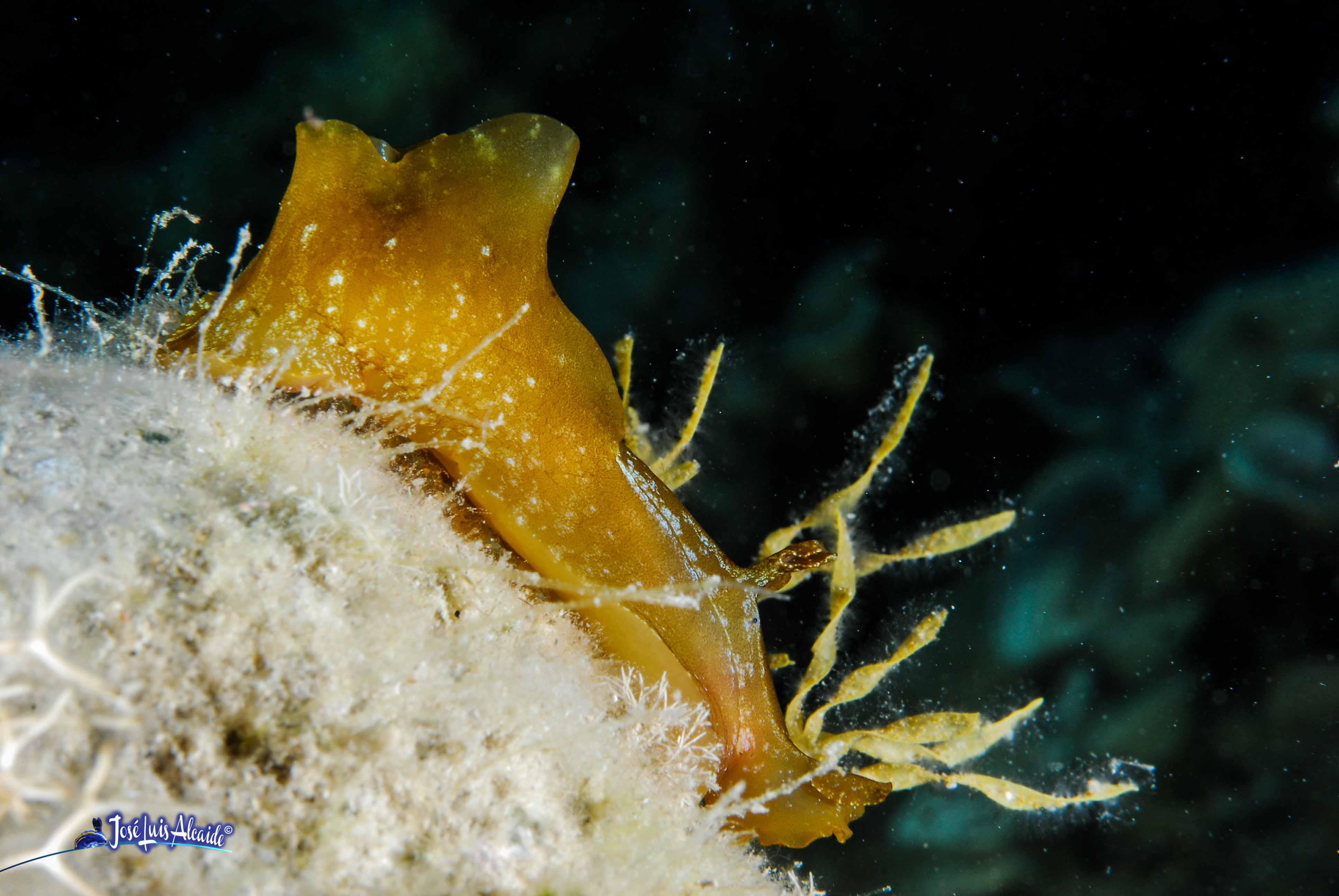 Aplysia depilans liebre de mar parda
