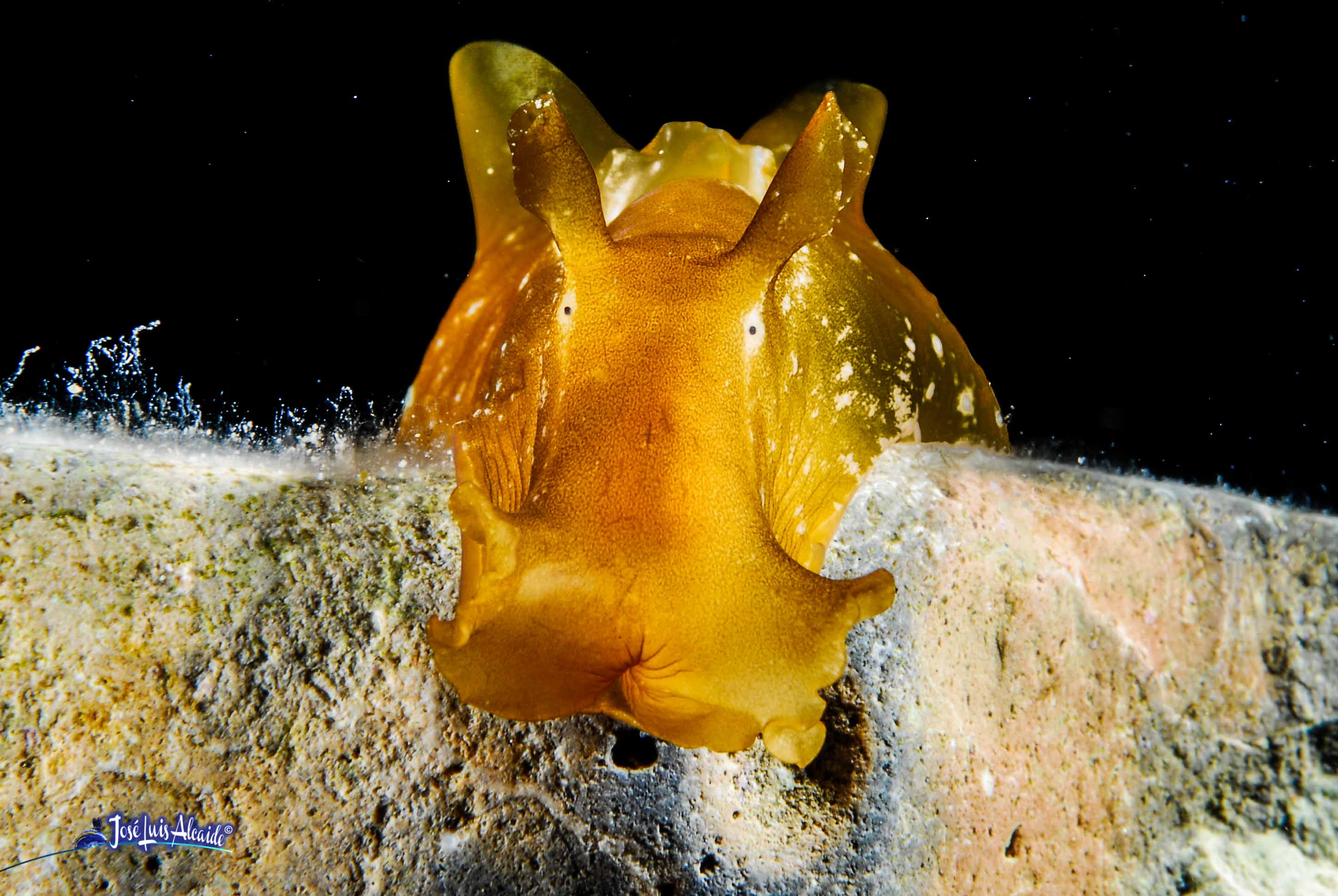 Aplysia depilans liebre de mar parda