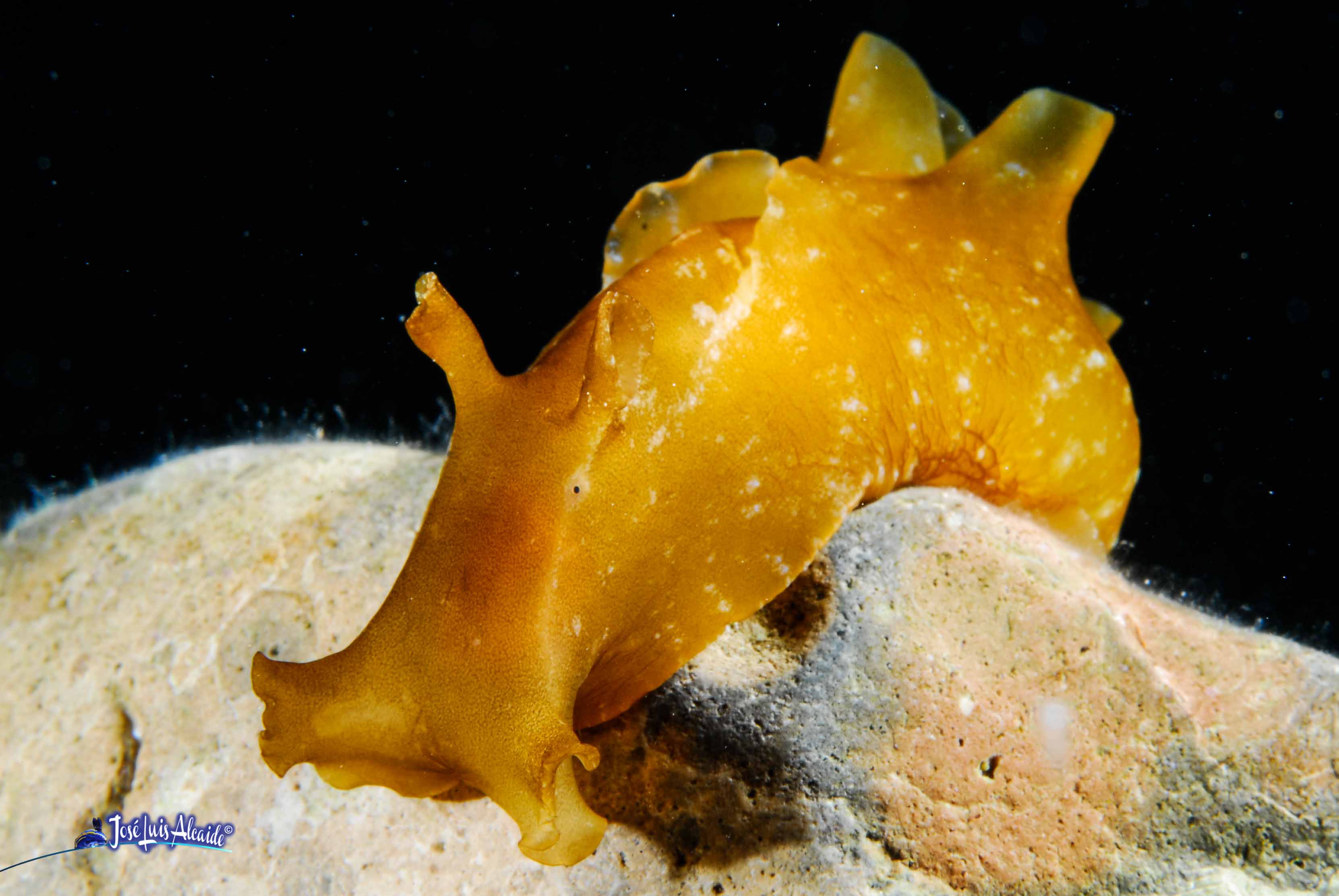 Aplysia depilans liebre de mar parda