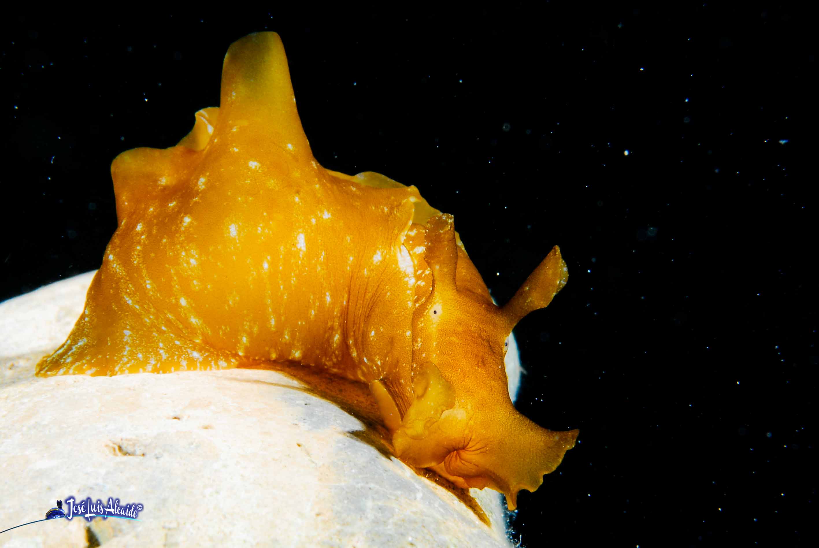 Aplysia depilans liebre de mar parda