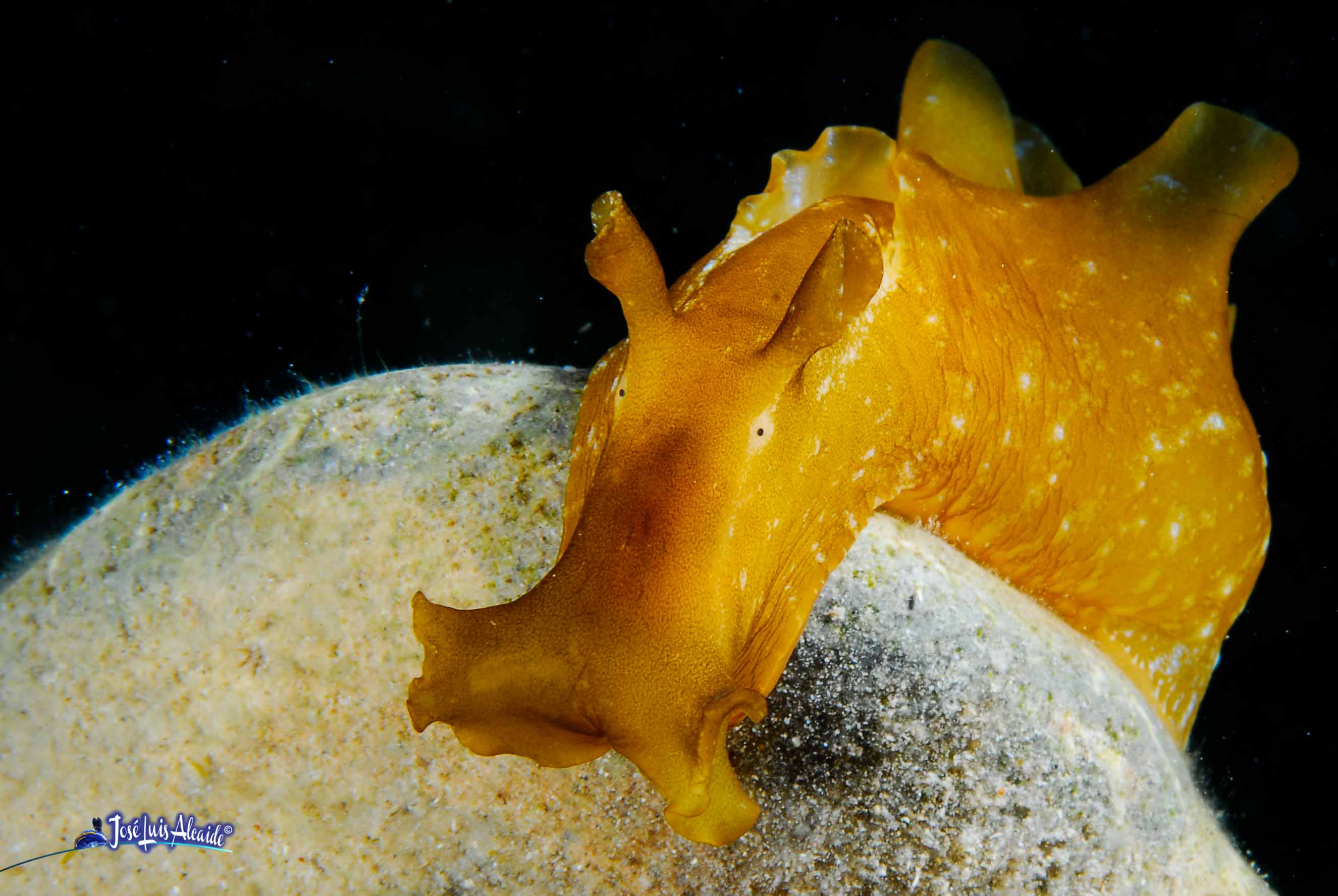 Aplysia depilans liebre de mar parda