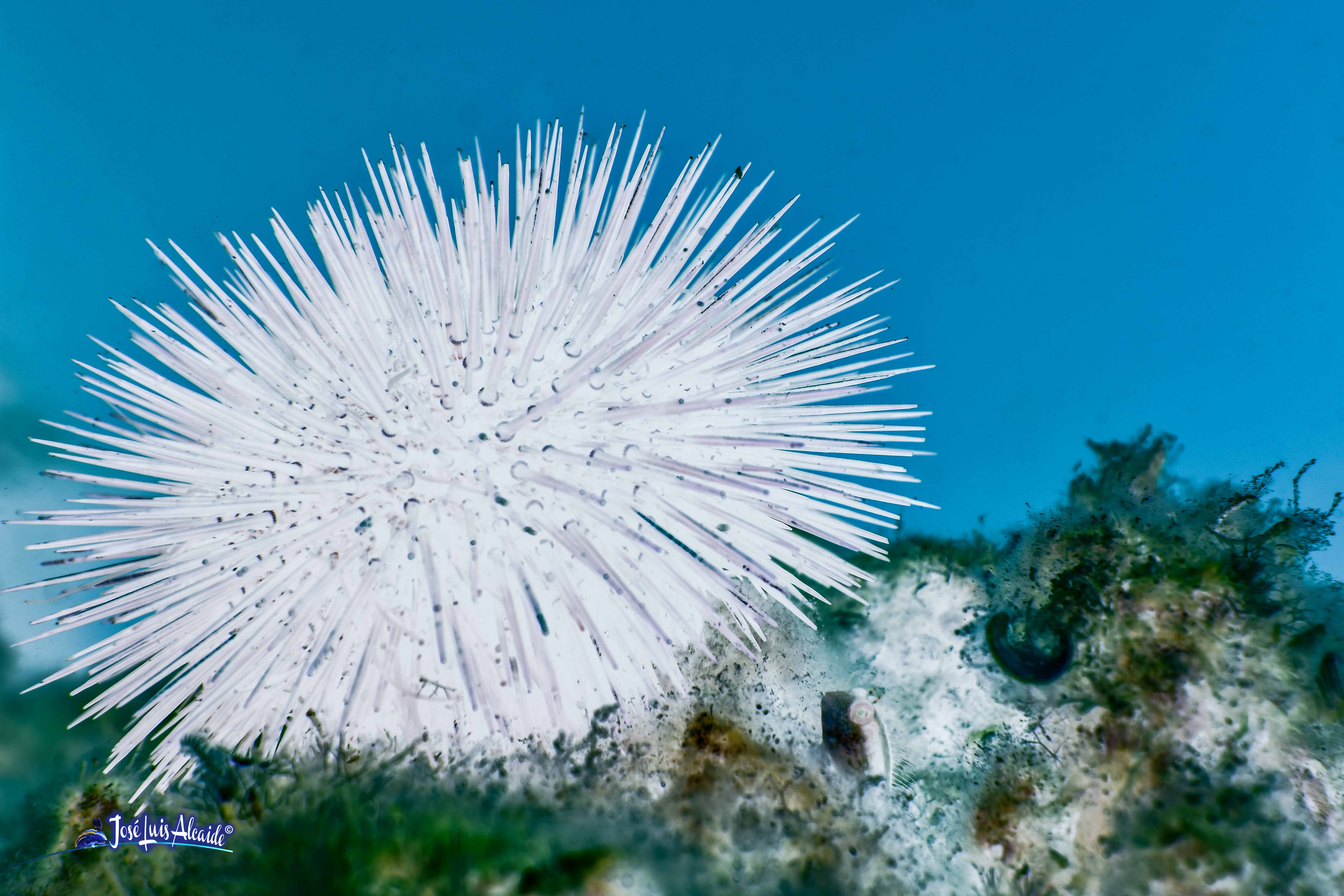 Arbacia lixula erizo de mar negro