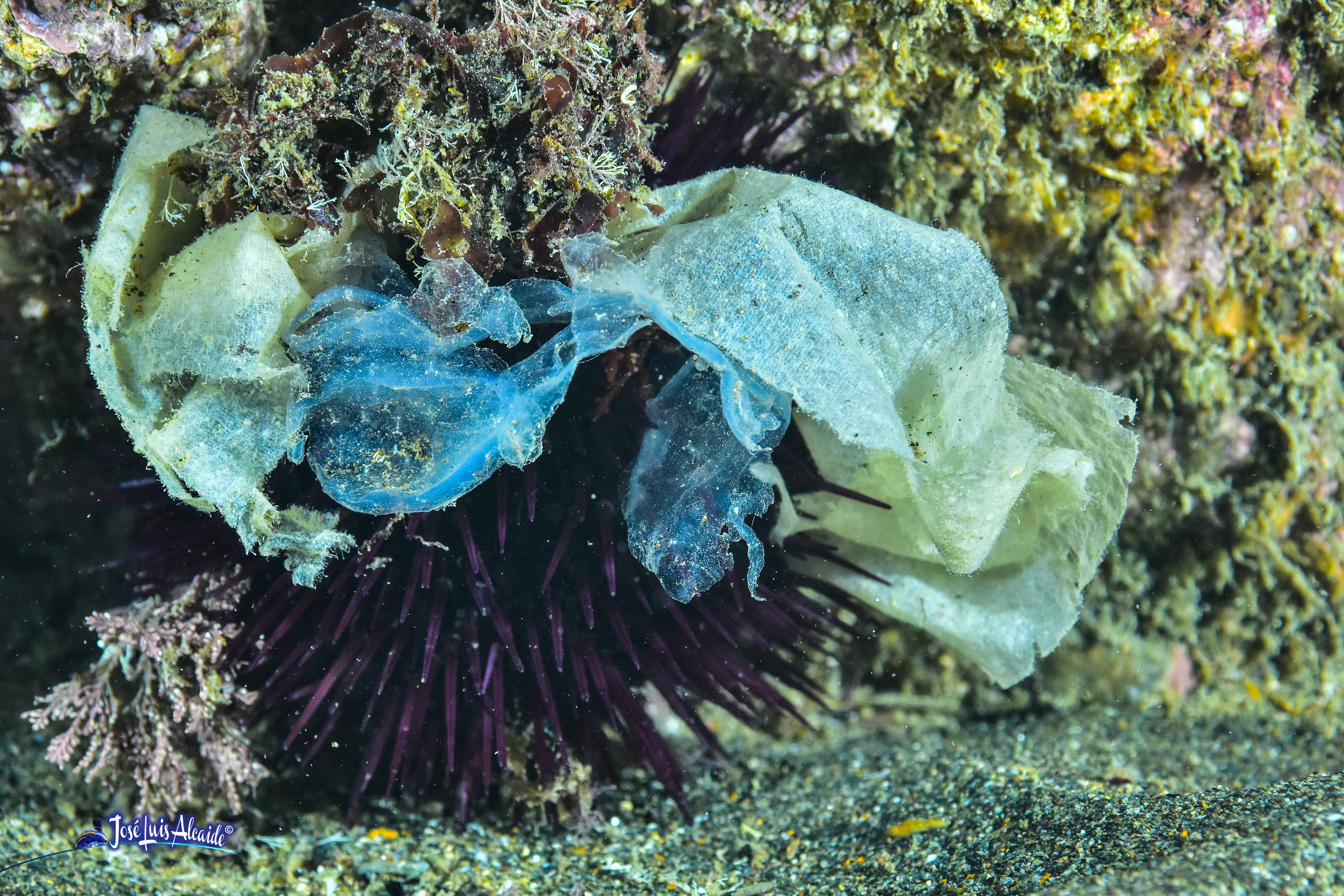 Arbacia lixula erizo de mar negro