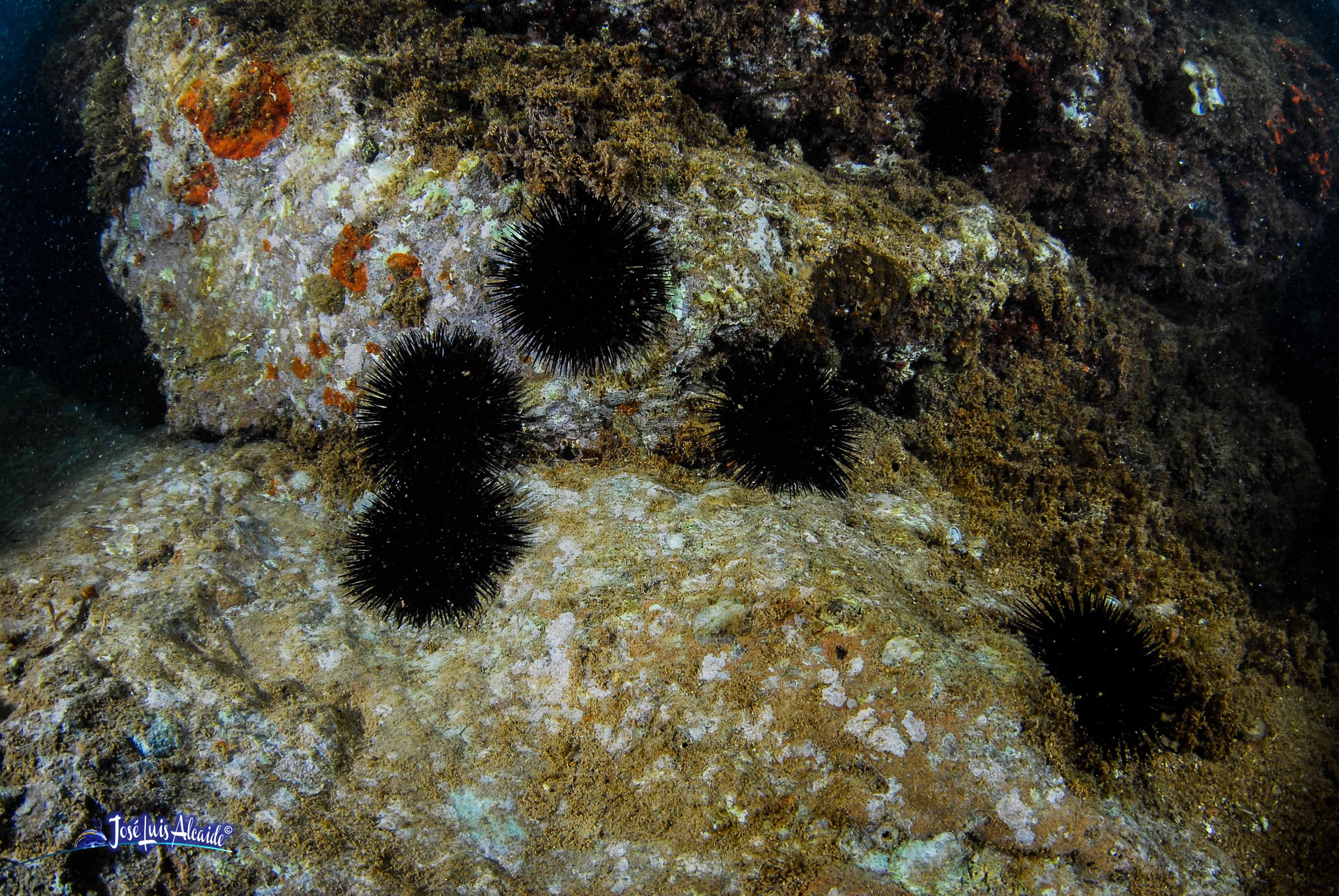 Arbacia lixula erizo de mar negro