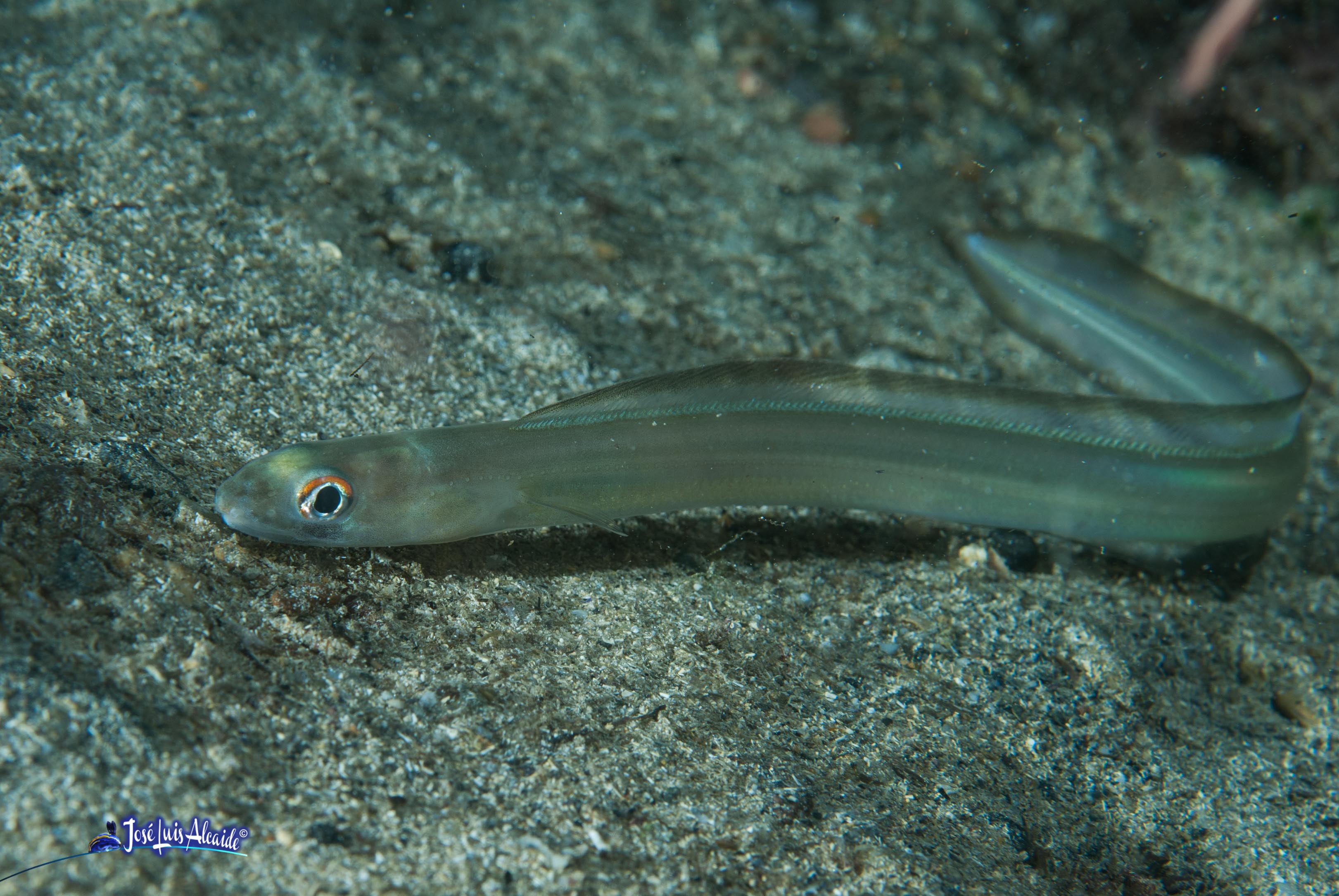 Ariosoma balearicum congrillo de charco varga