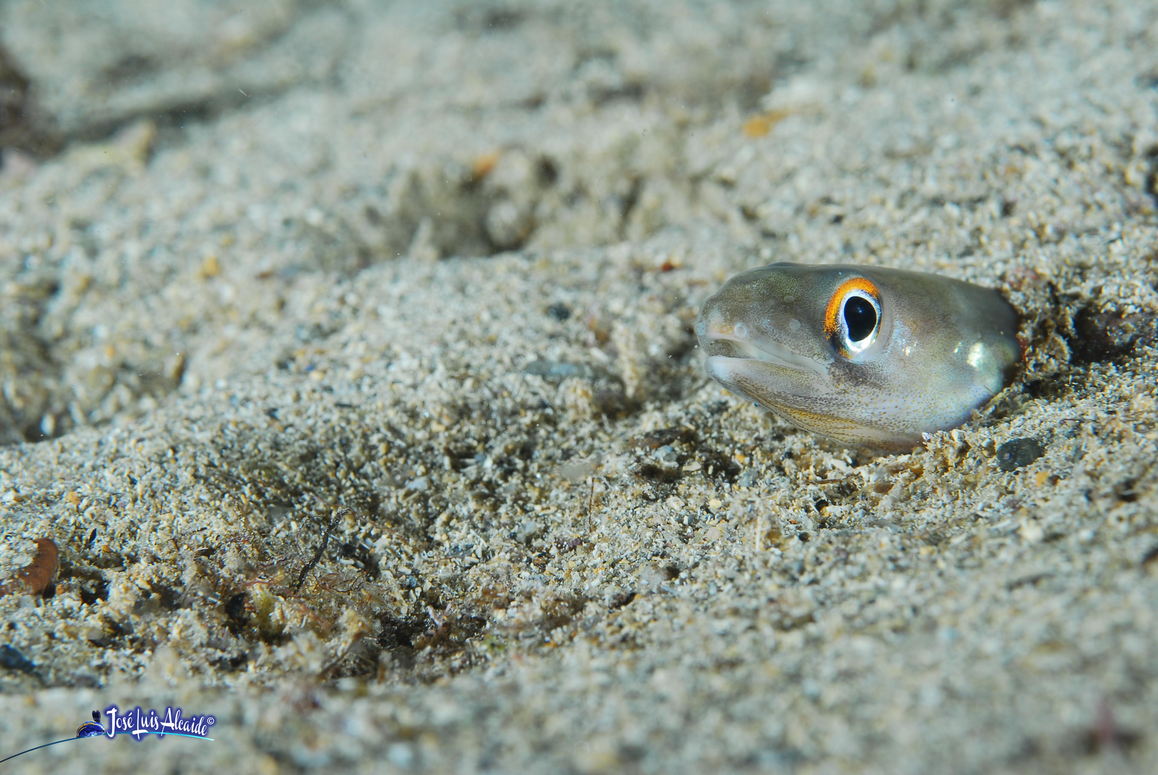 Ariosoma balearicum congrillo de charco varga