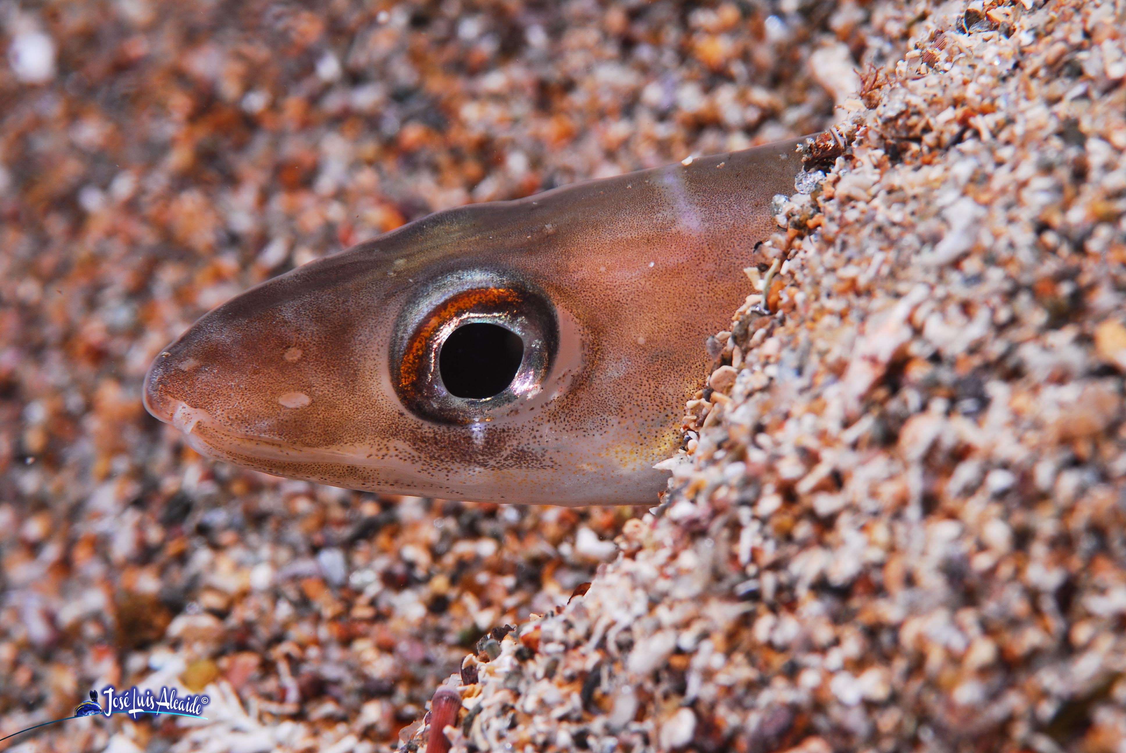 Ariosoma balearicum congrillo de charco varga