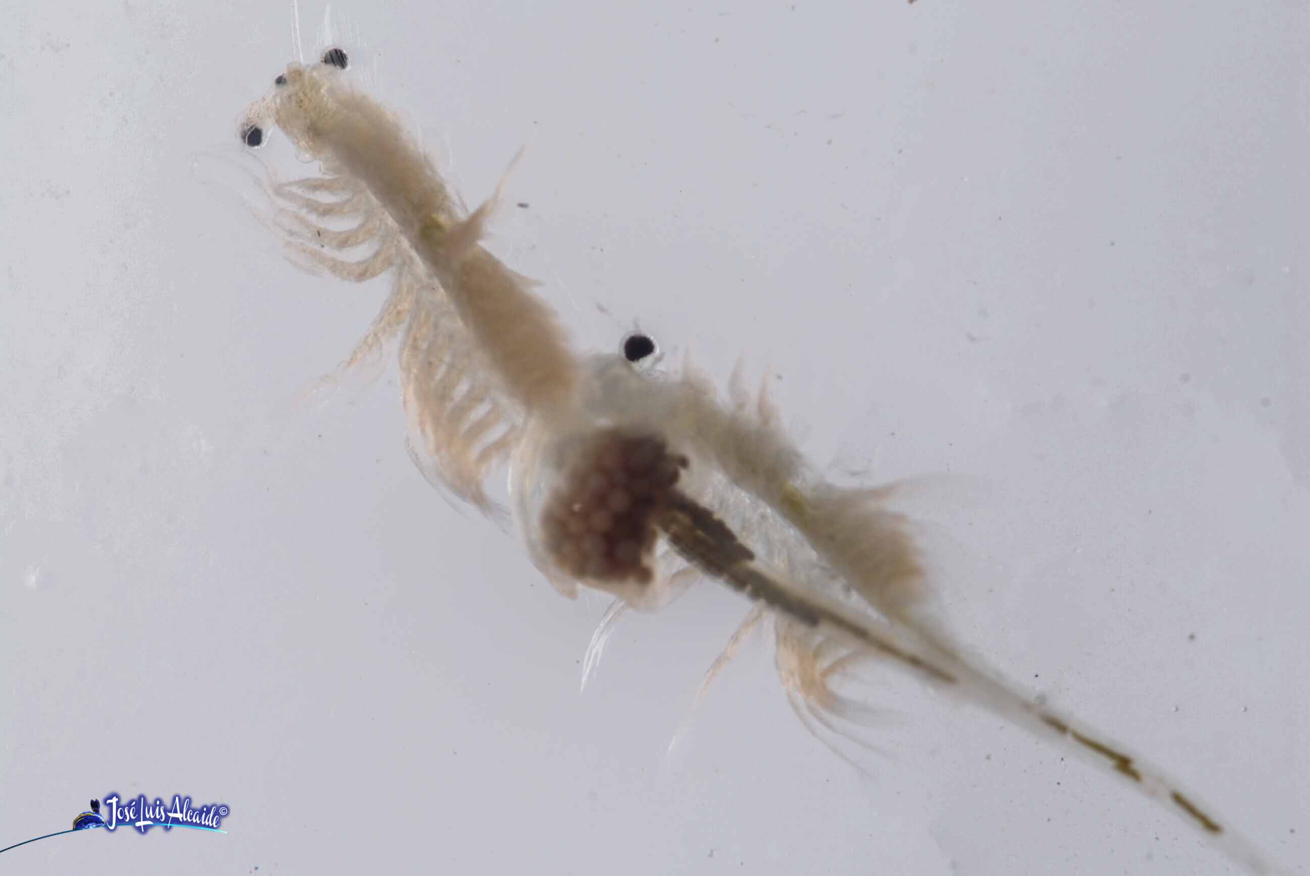 Artemia salina