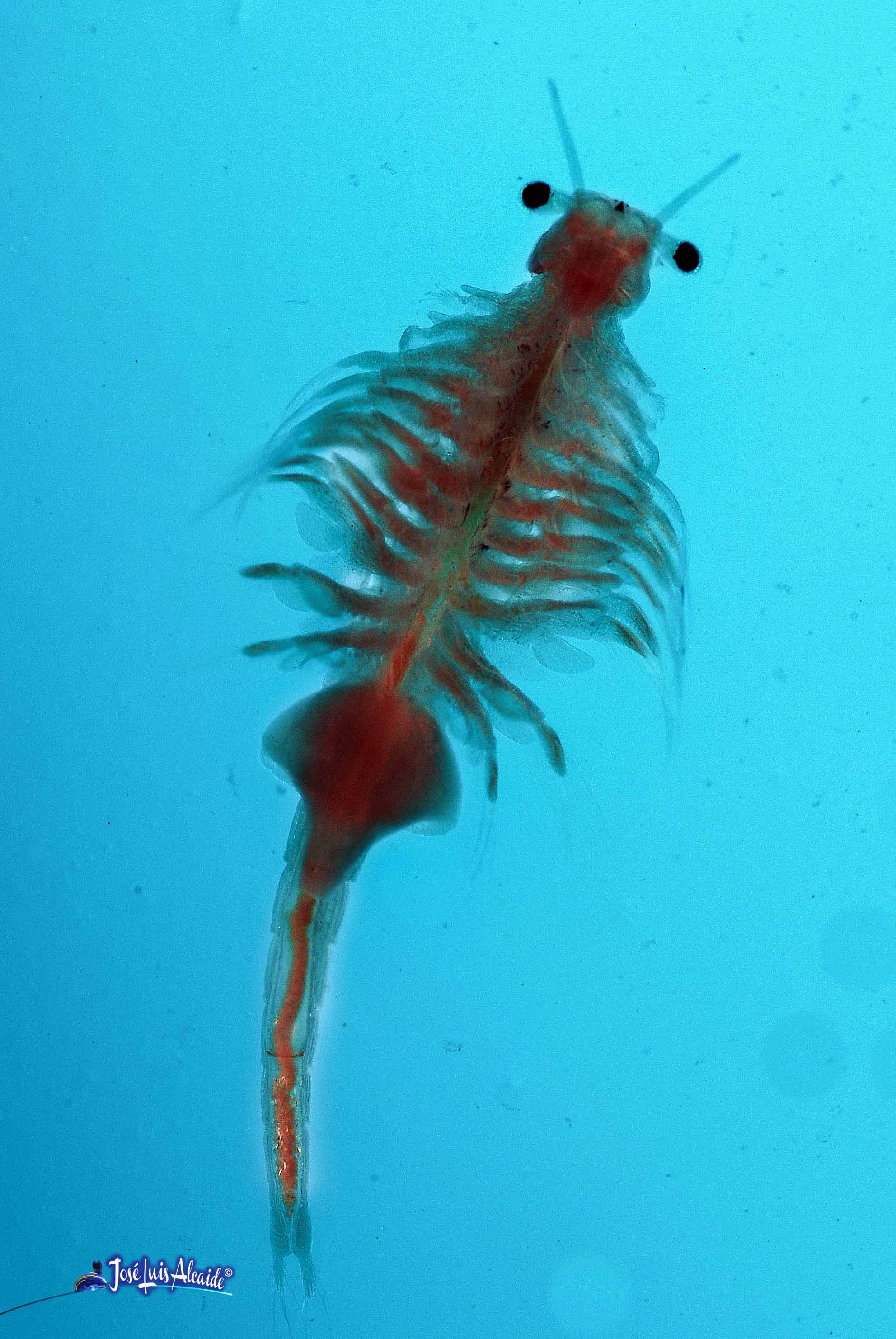 Artemia salina