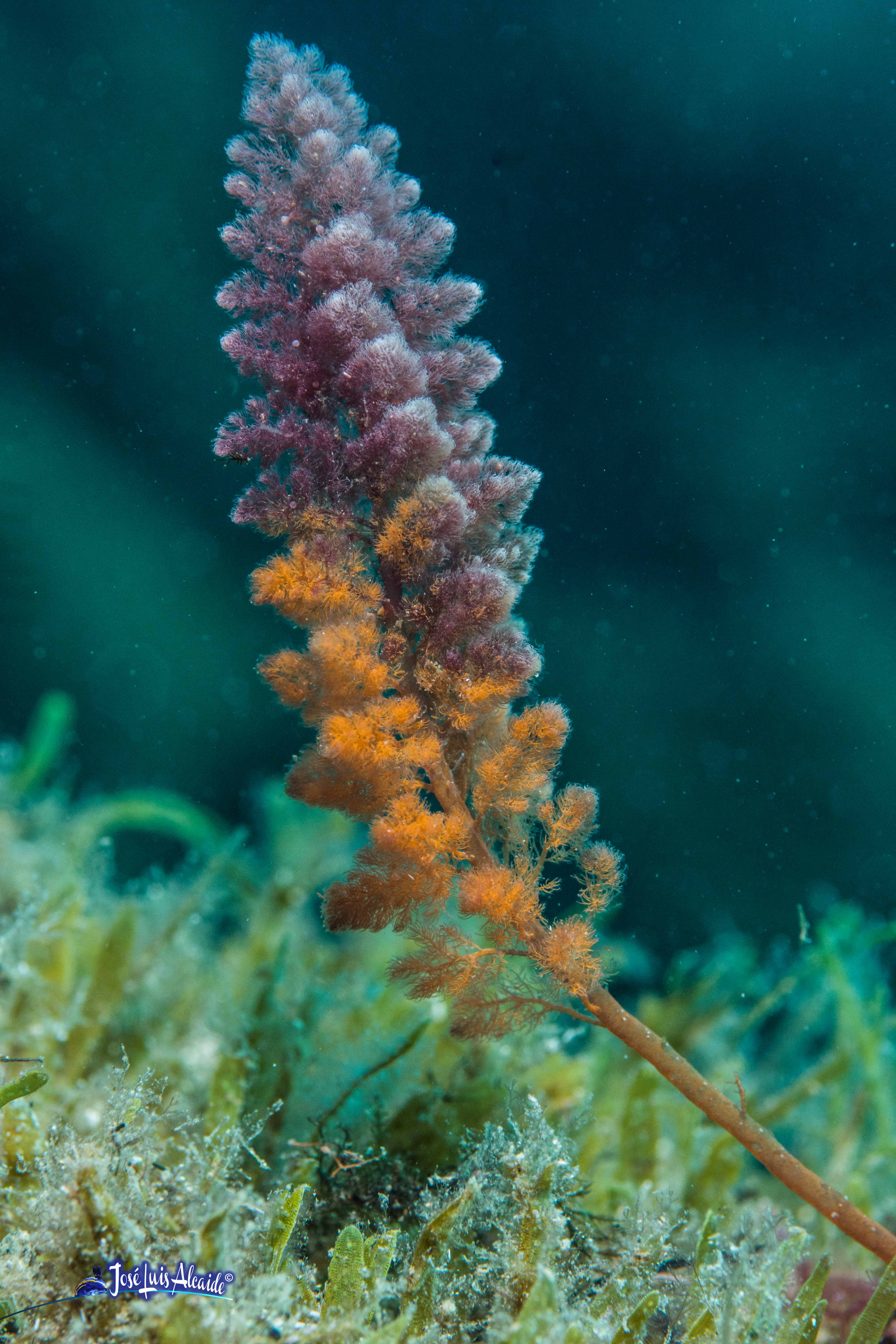 Asparagopsis armata