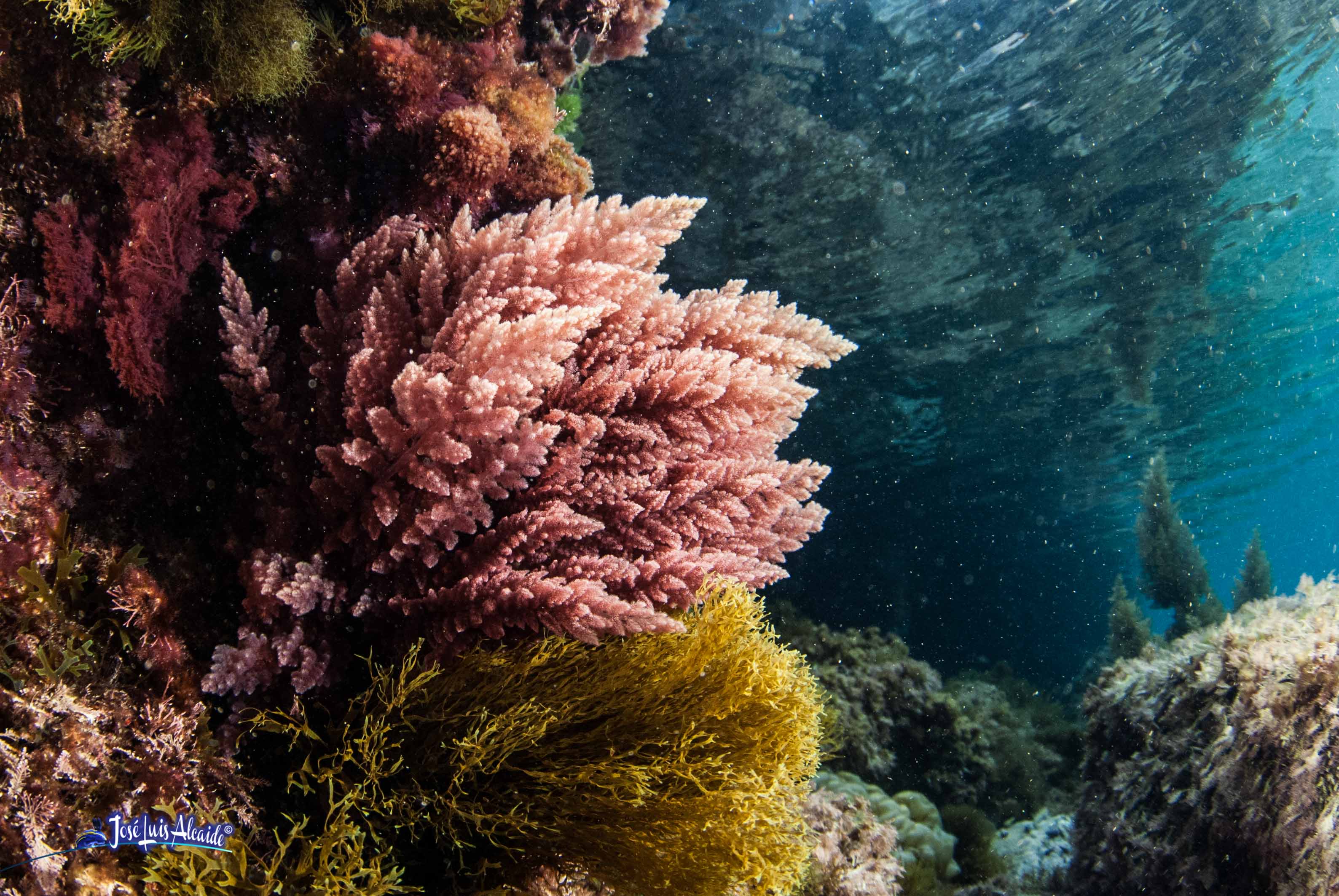 Asparagopsis armata