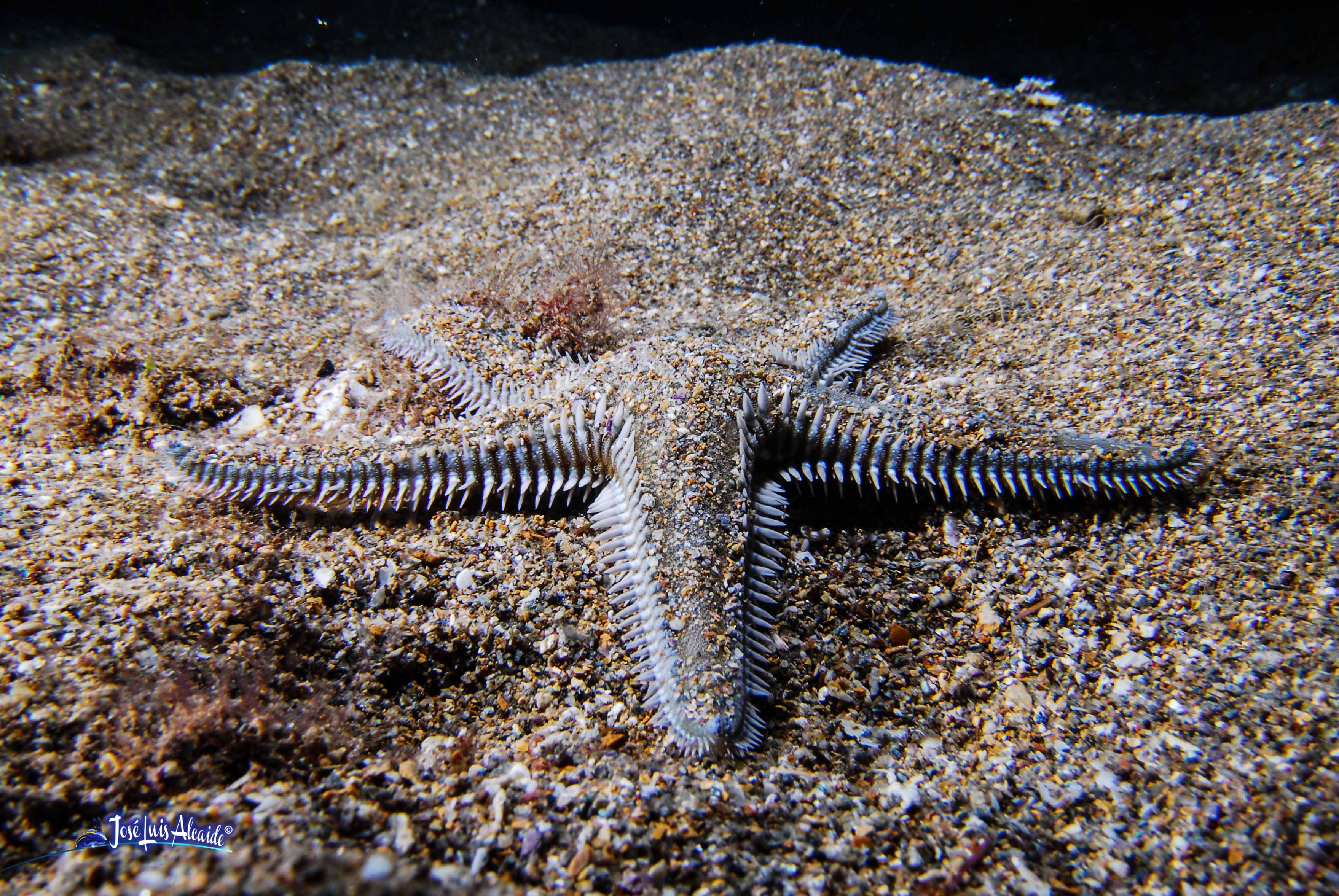 Astropecten spinosus estrella de mar peine roja