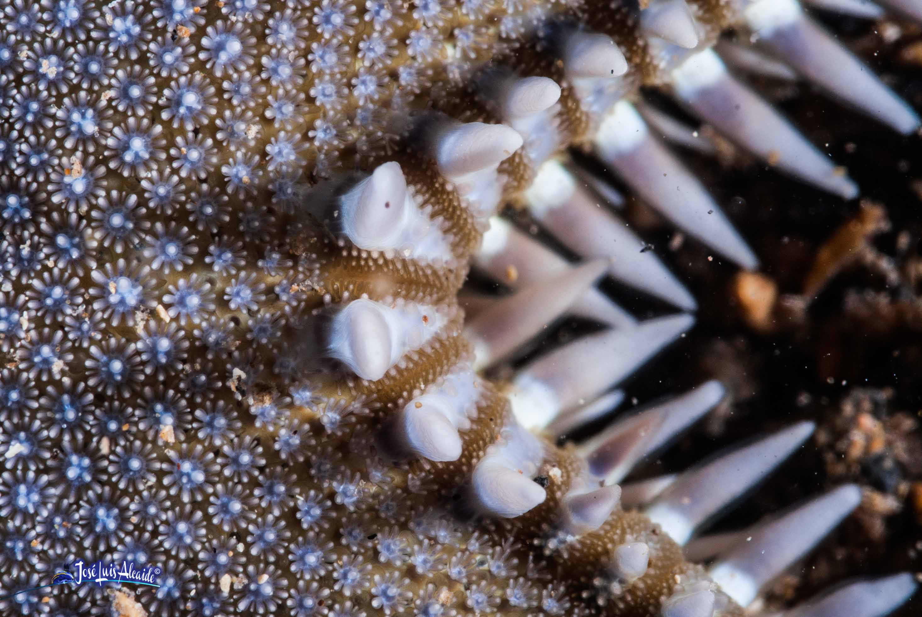 Astropecten spinosus estrella de mar peine roja
