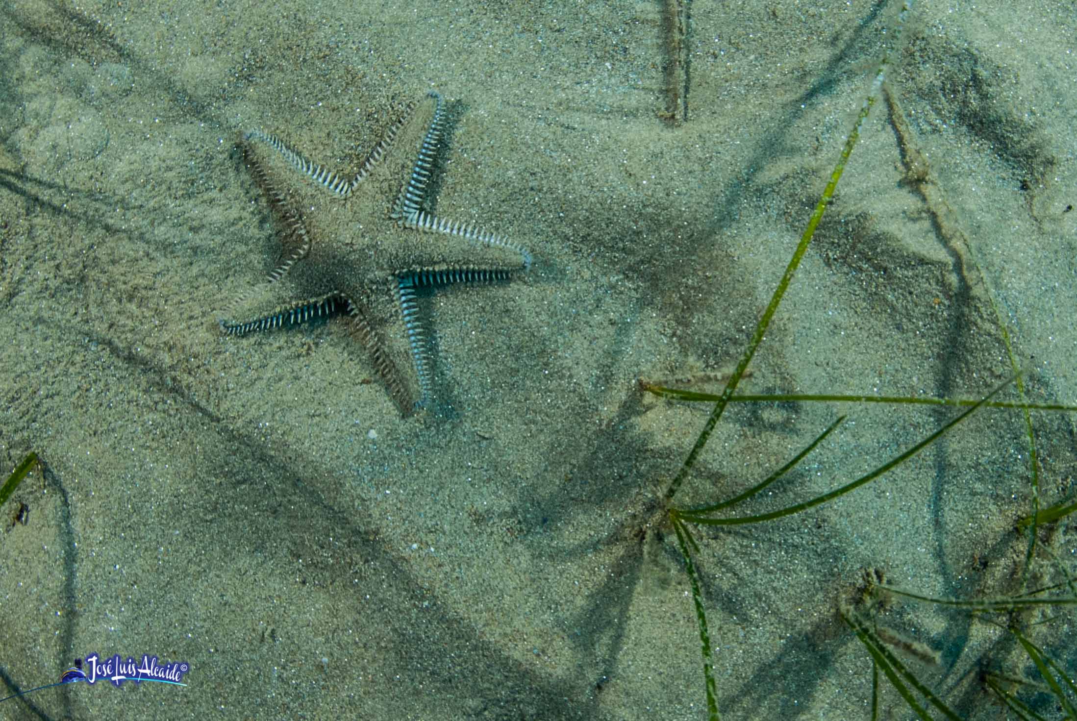Astropecten spinosus estrella de mar peine roja