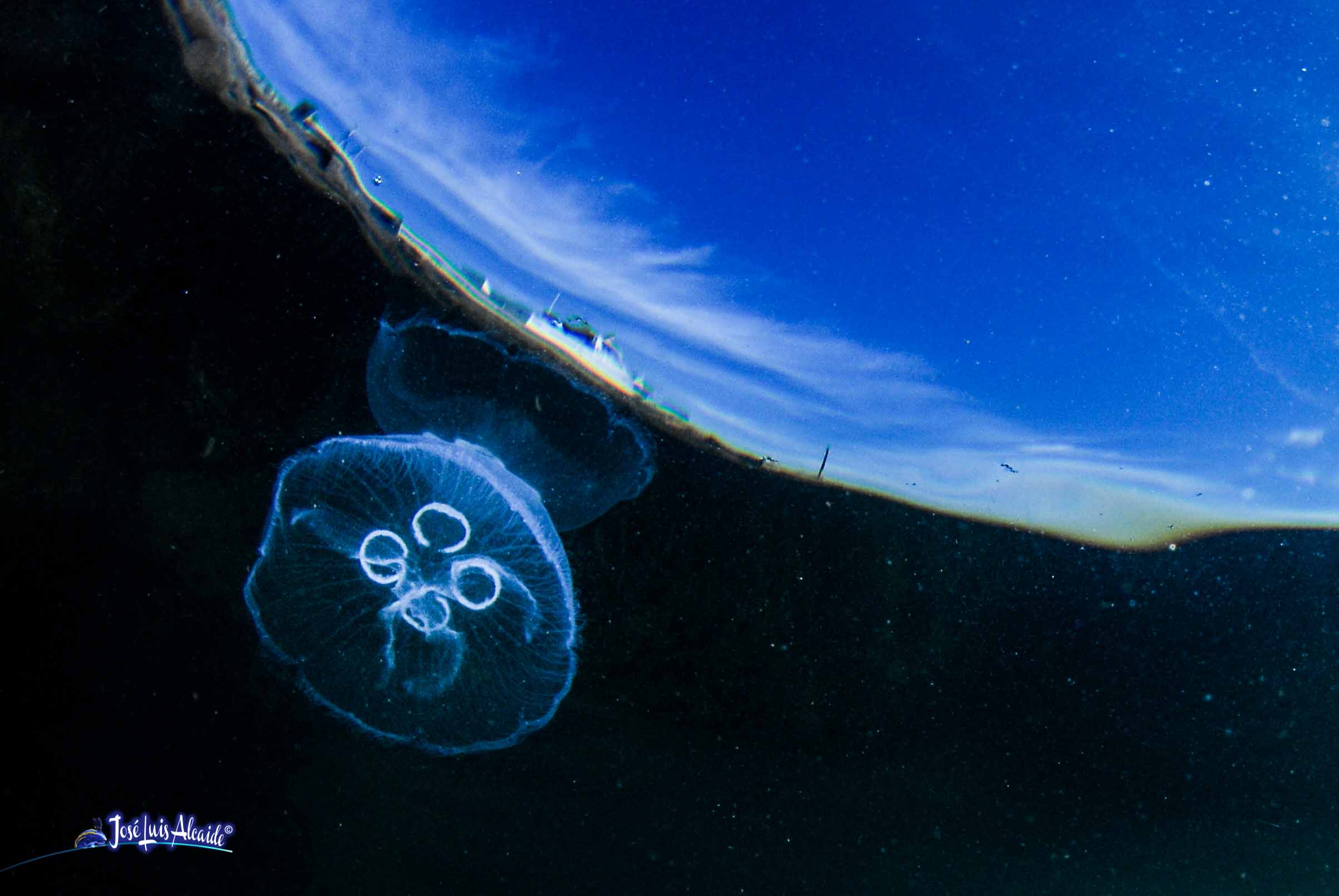Aurelia aurita medusa luna