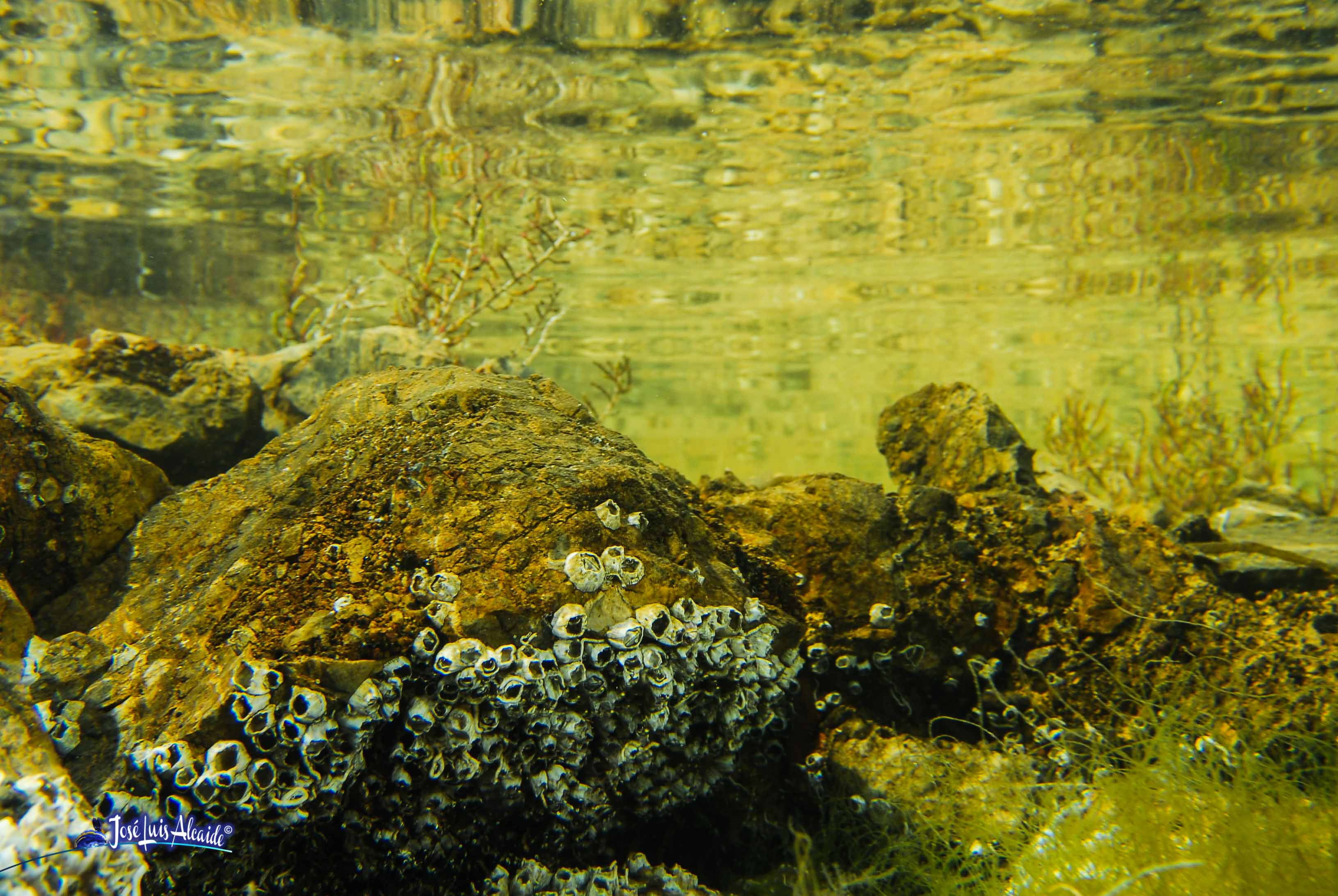 Balanus perforatus bellota de mar