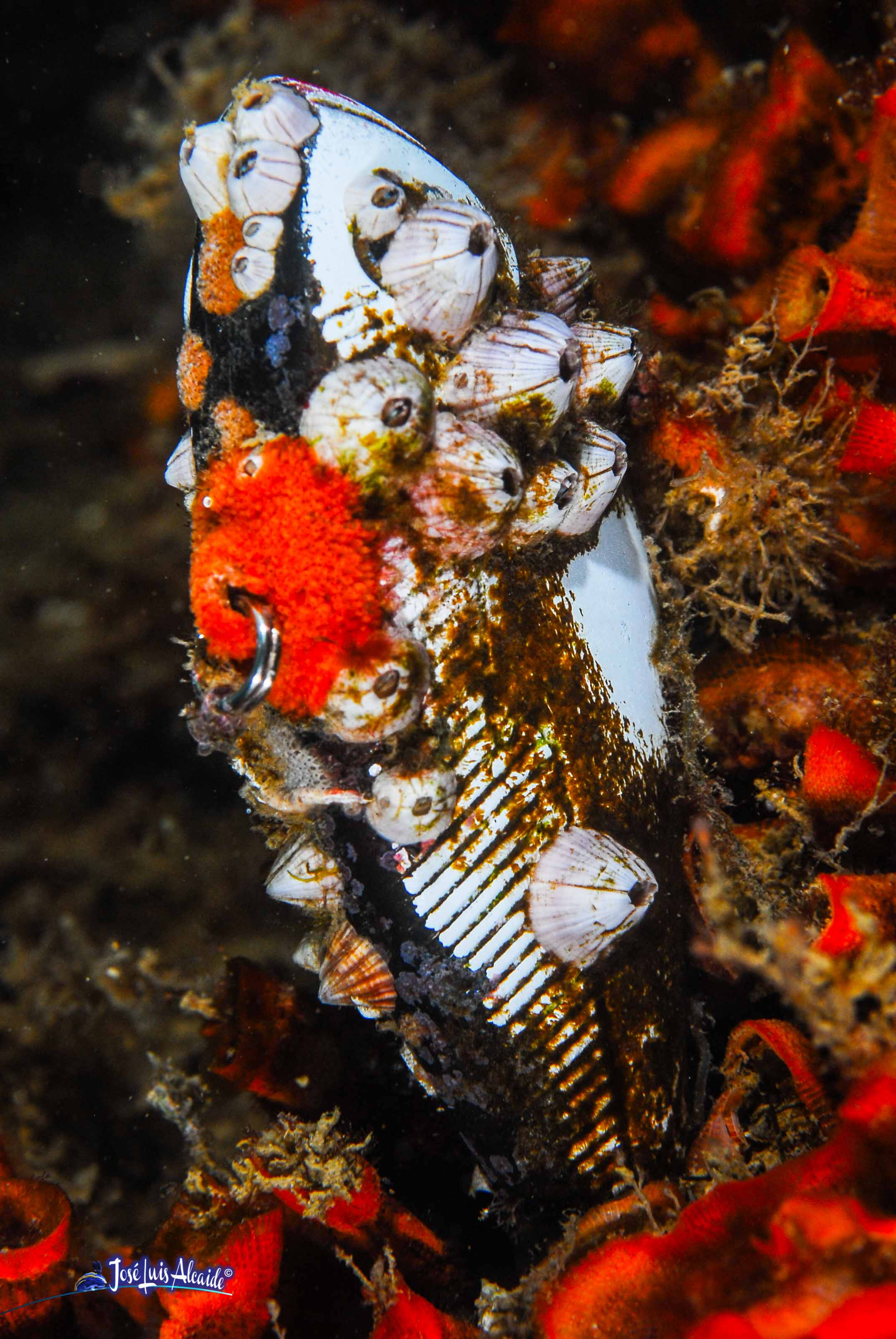 Balanus perforatus bellota de mar