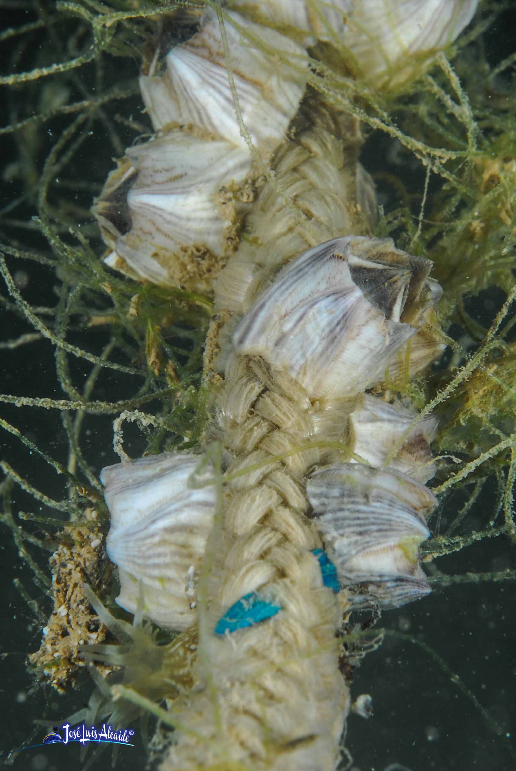 Balanus perforatus bellota de mar