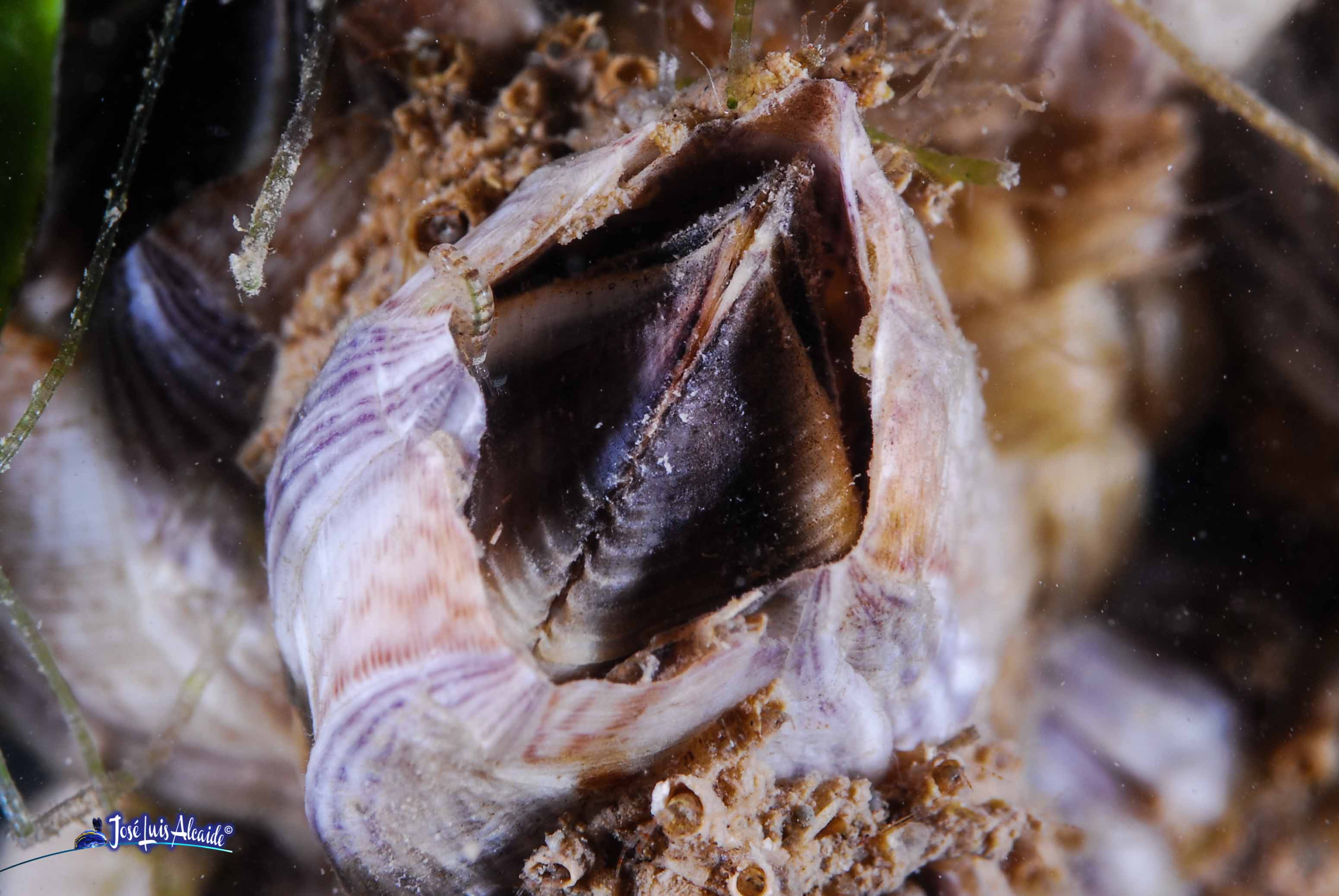 Balanus perforatus bellota de mar