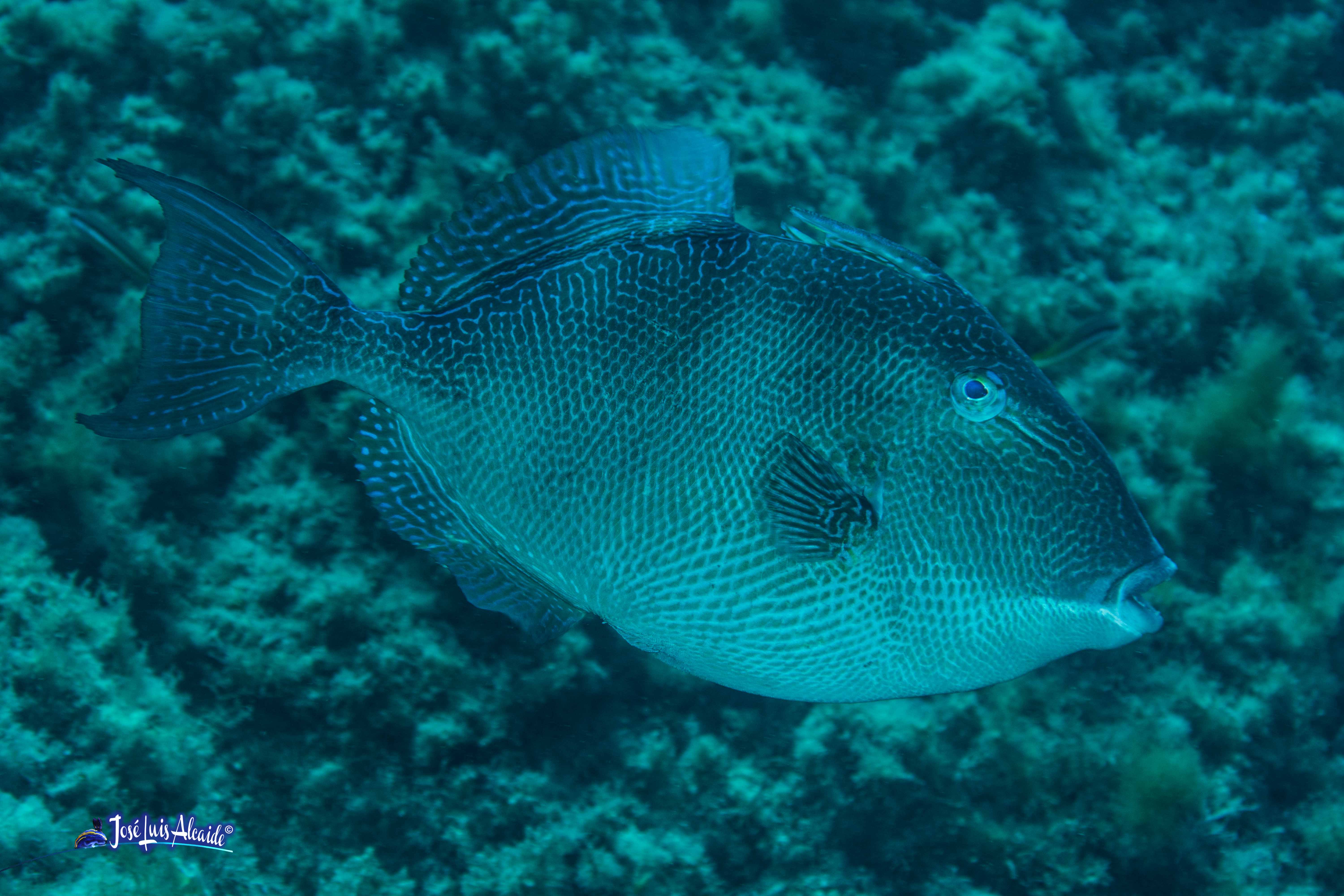 Balistes carolinensis pez escopeta pez ballesta