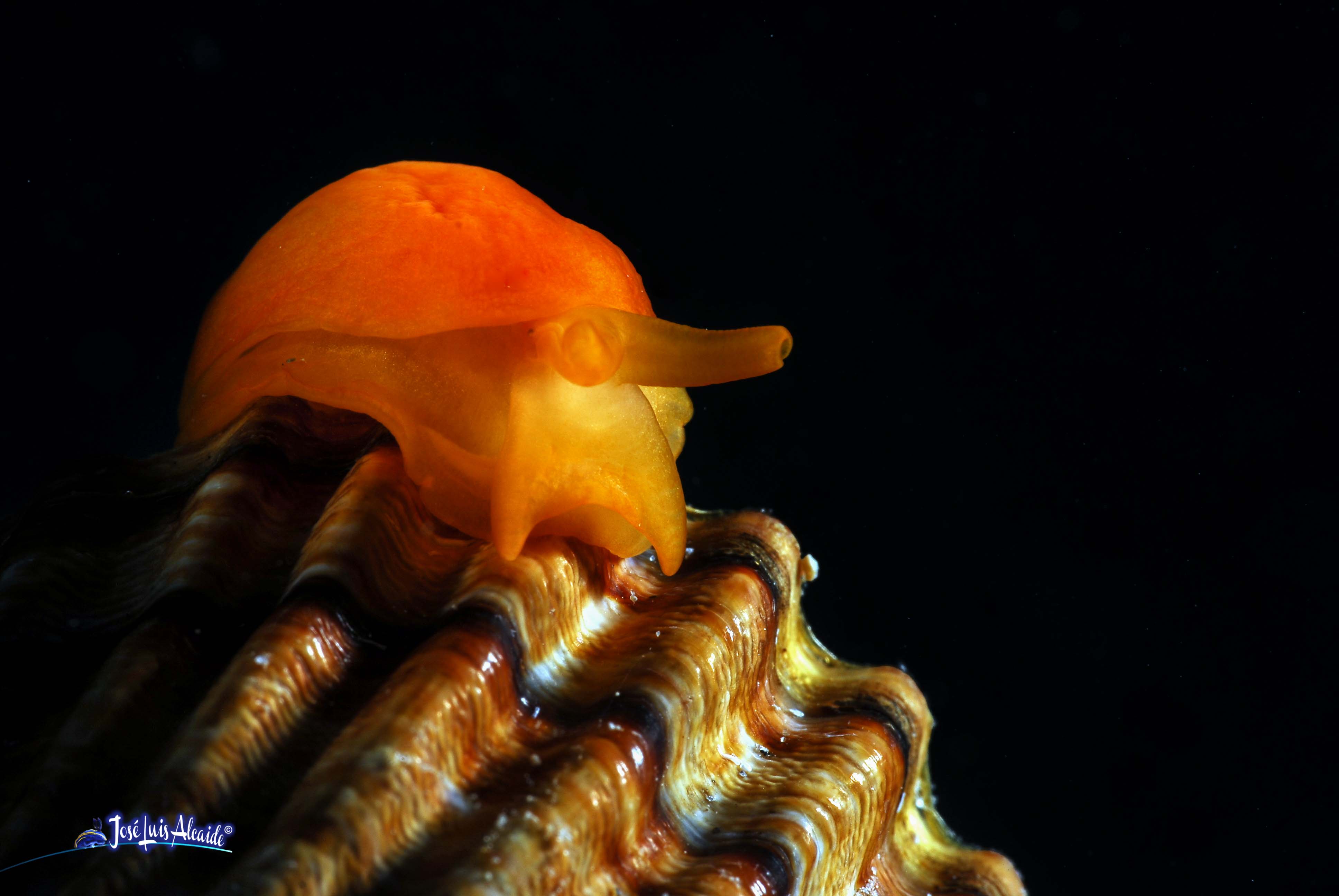 Berthella edwardsi caracol melocotón