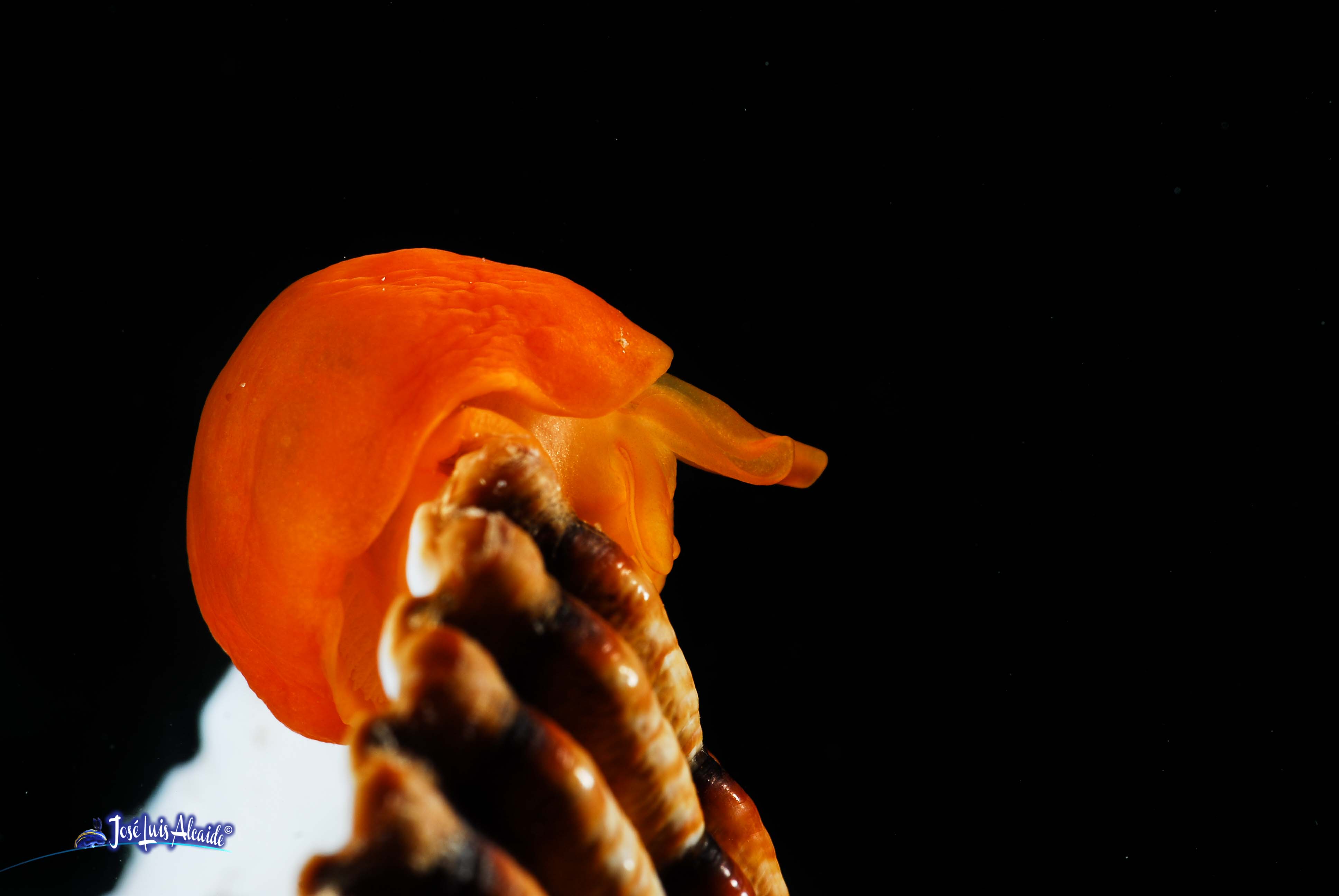 Berthella edwardsi caracol melocotón