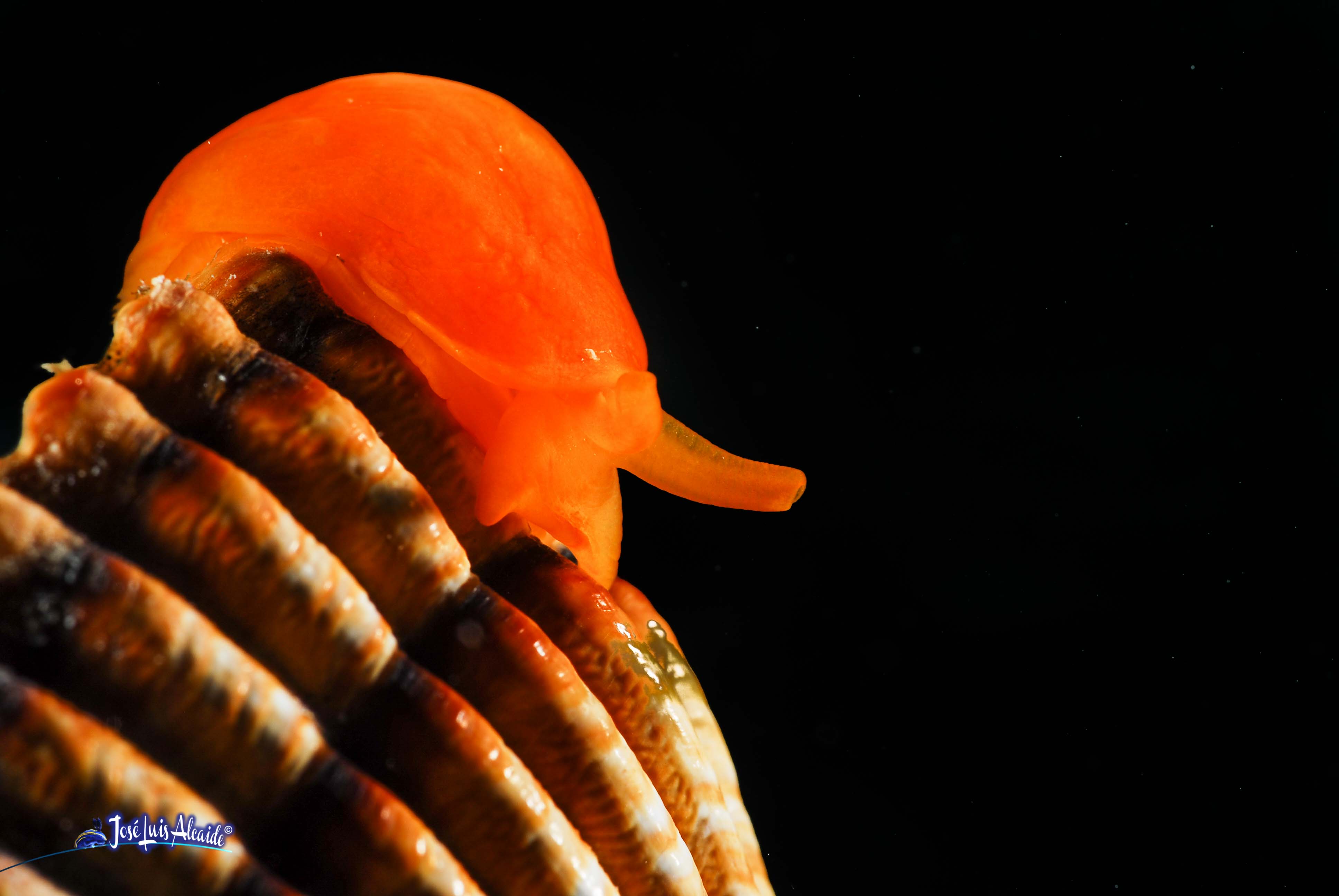 Berthella edwardsi caracol melocotón