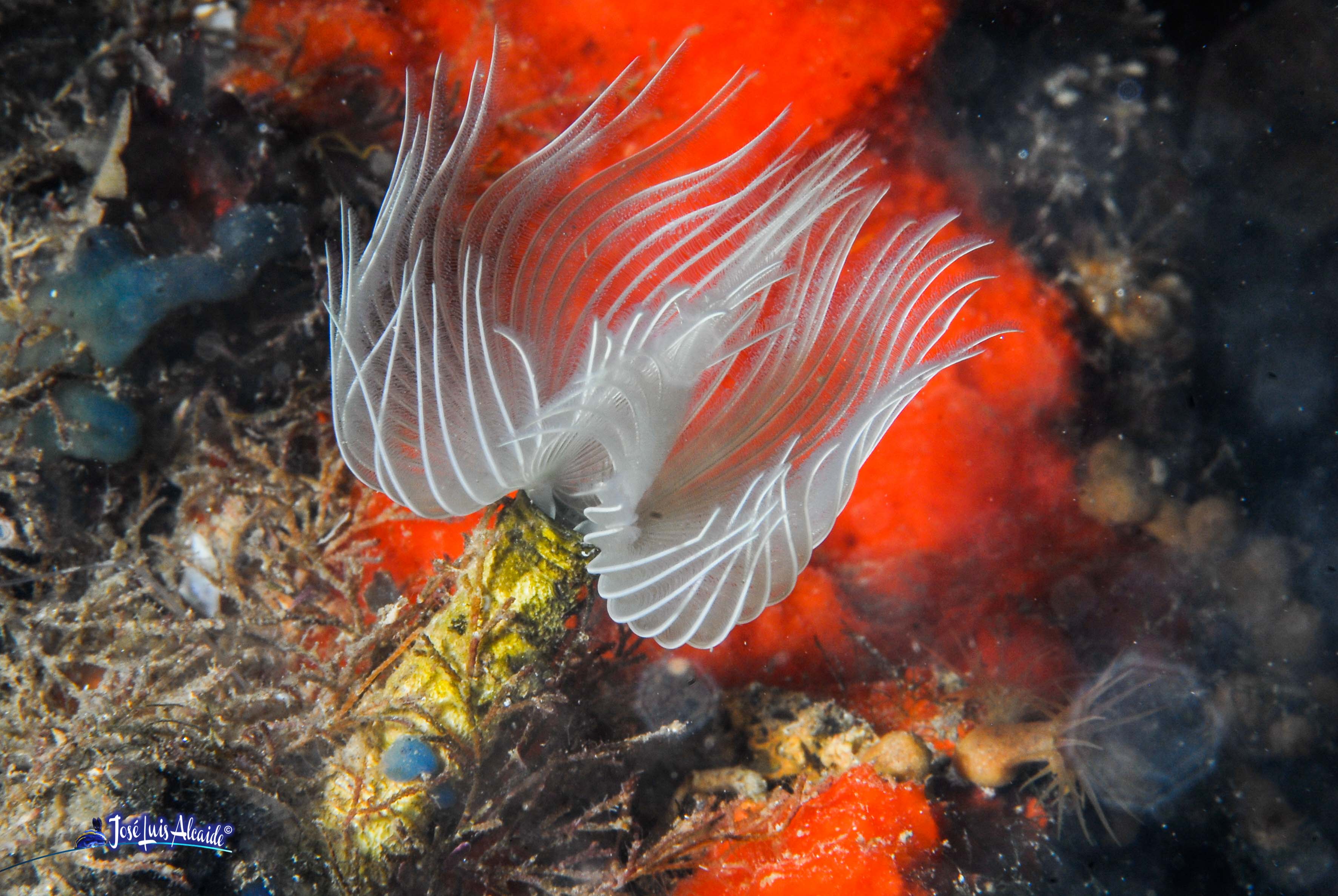 Bispira volutacornis gusano tubícola blanco