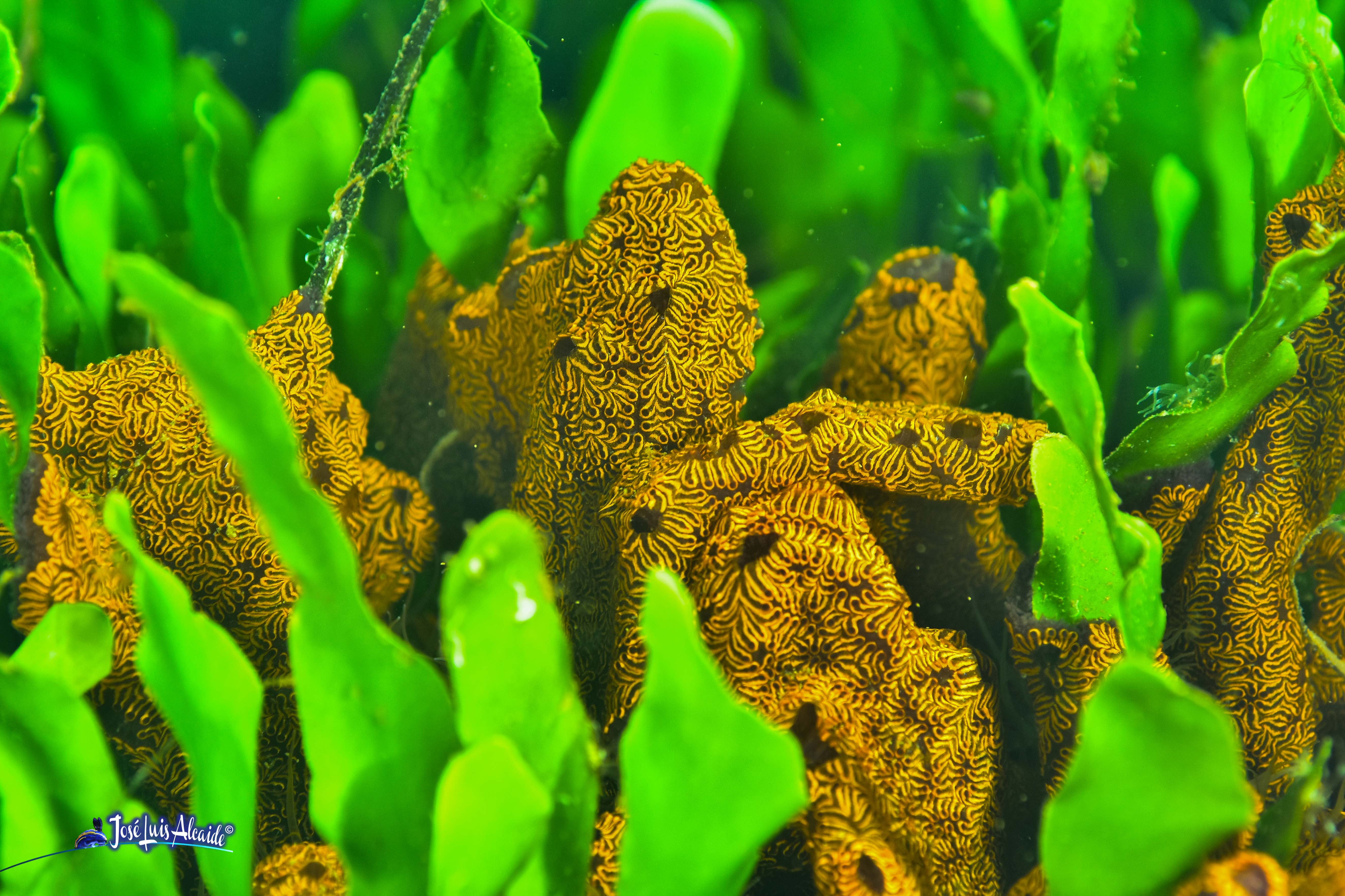 Botryllus leachi ascidia colonial