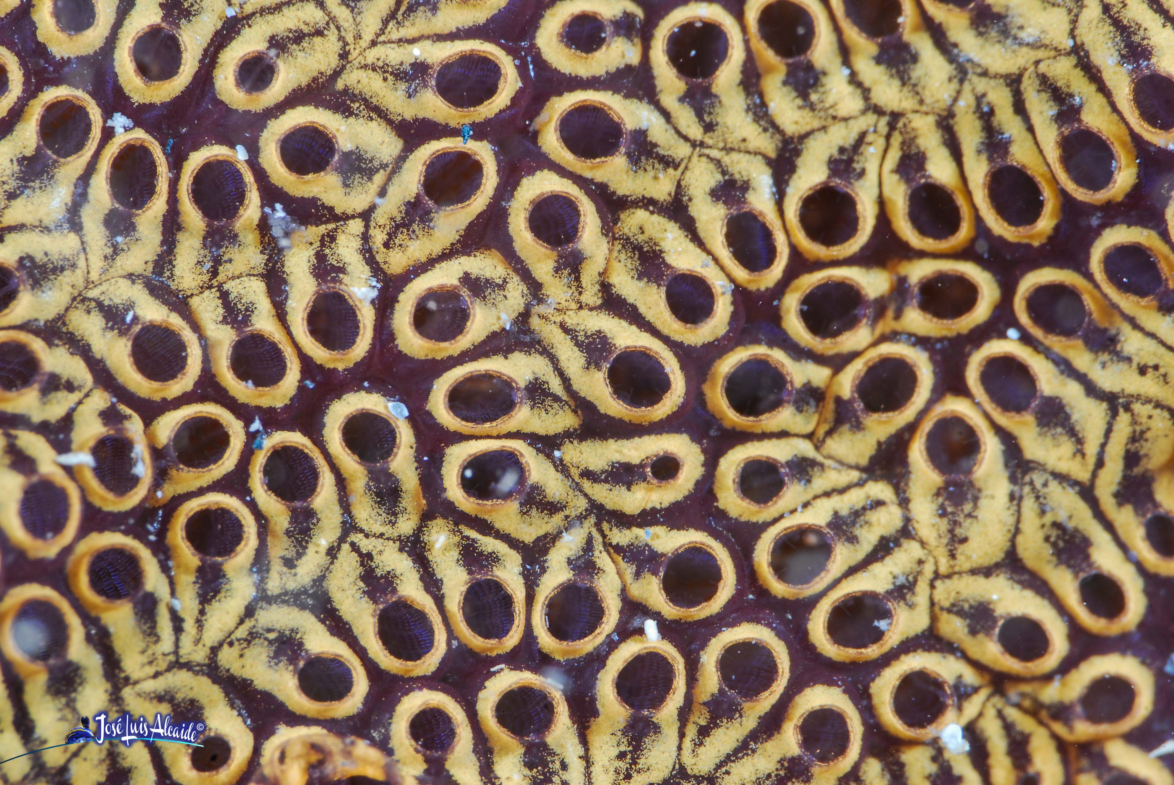 Botryllus leachi ascidia colonial