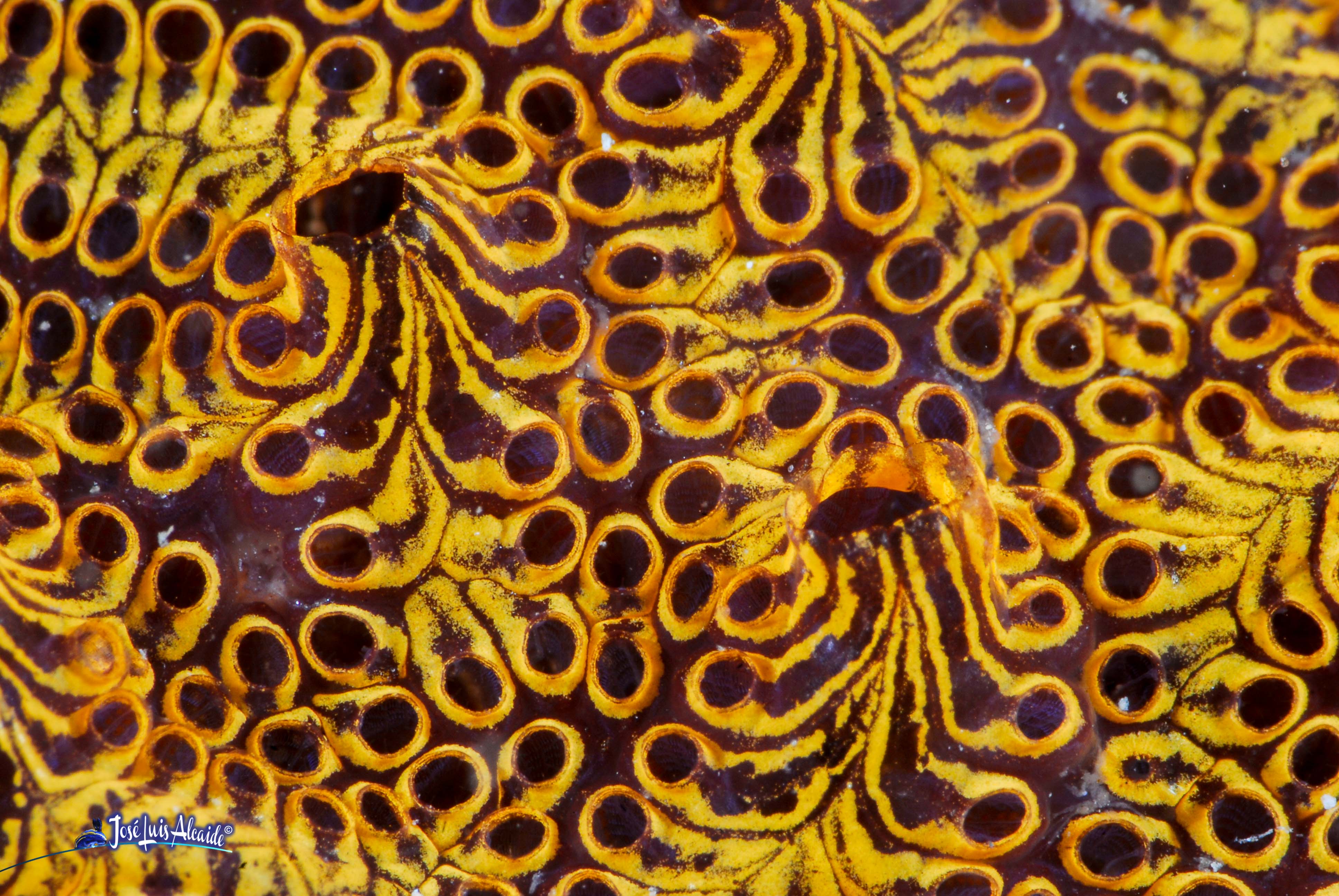 Botryllus leachi ascidia colonial