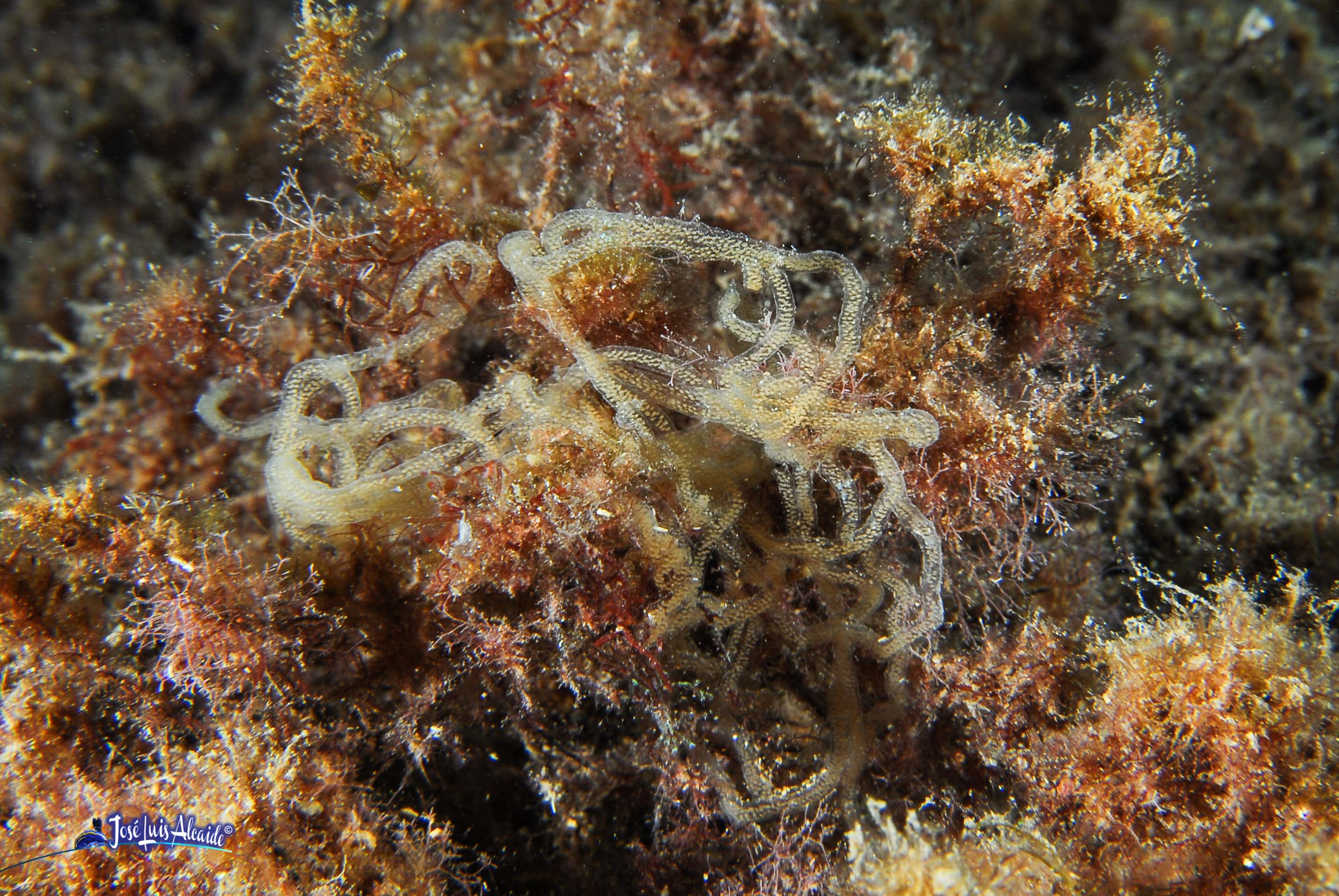 Bursatella leachii