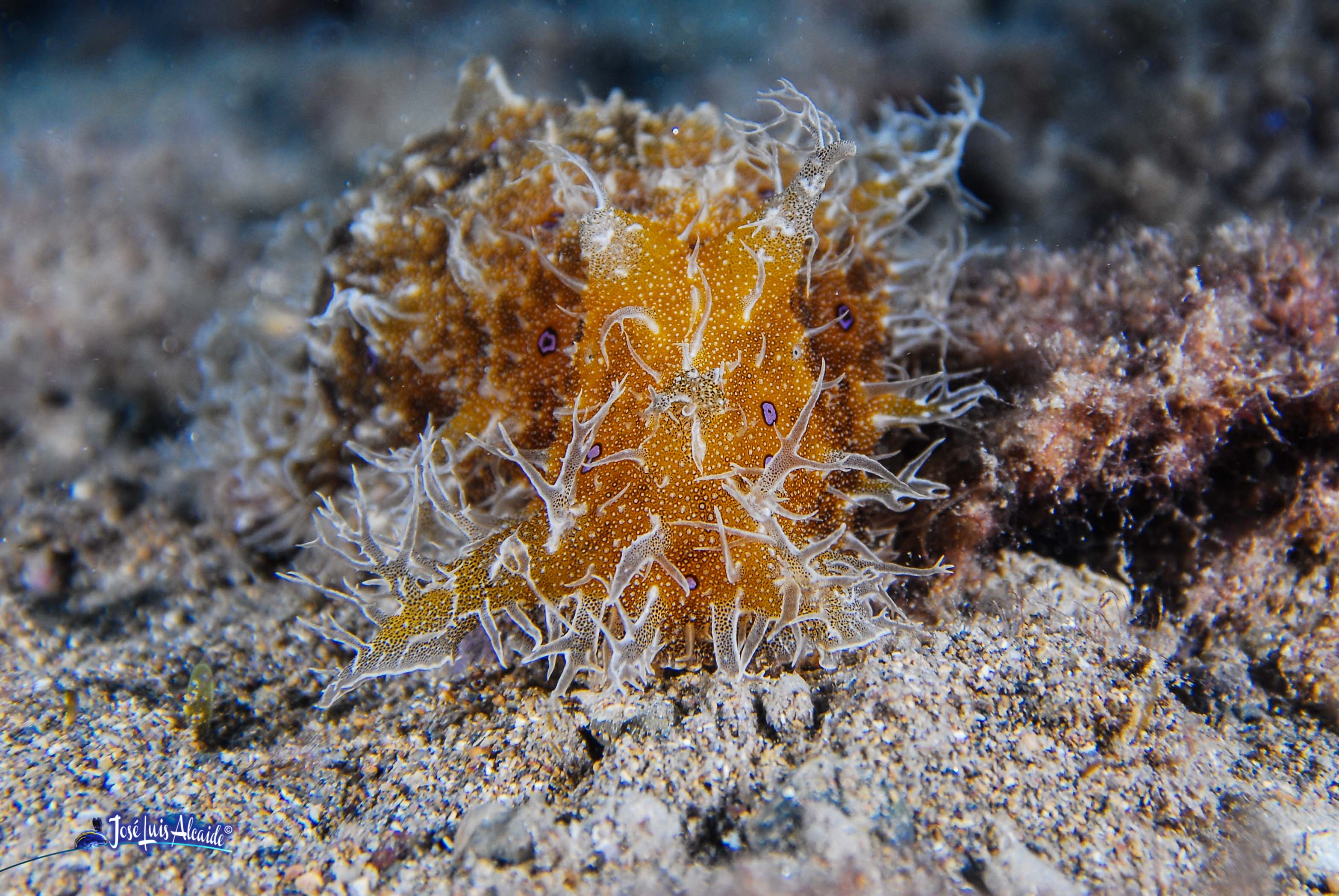 Bursatella leachii