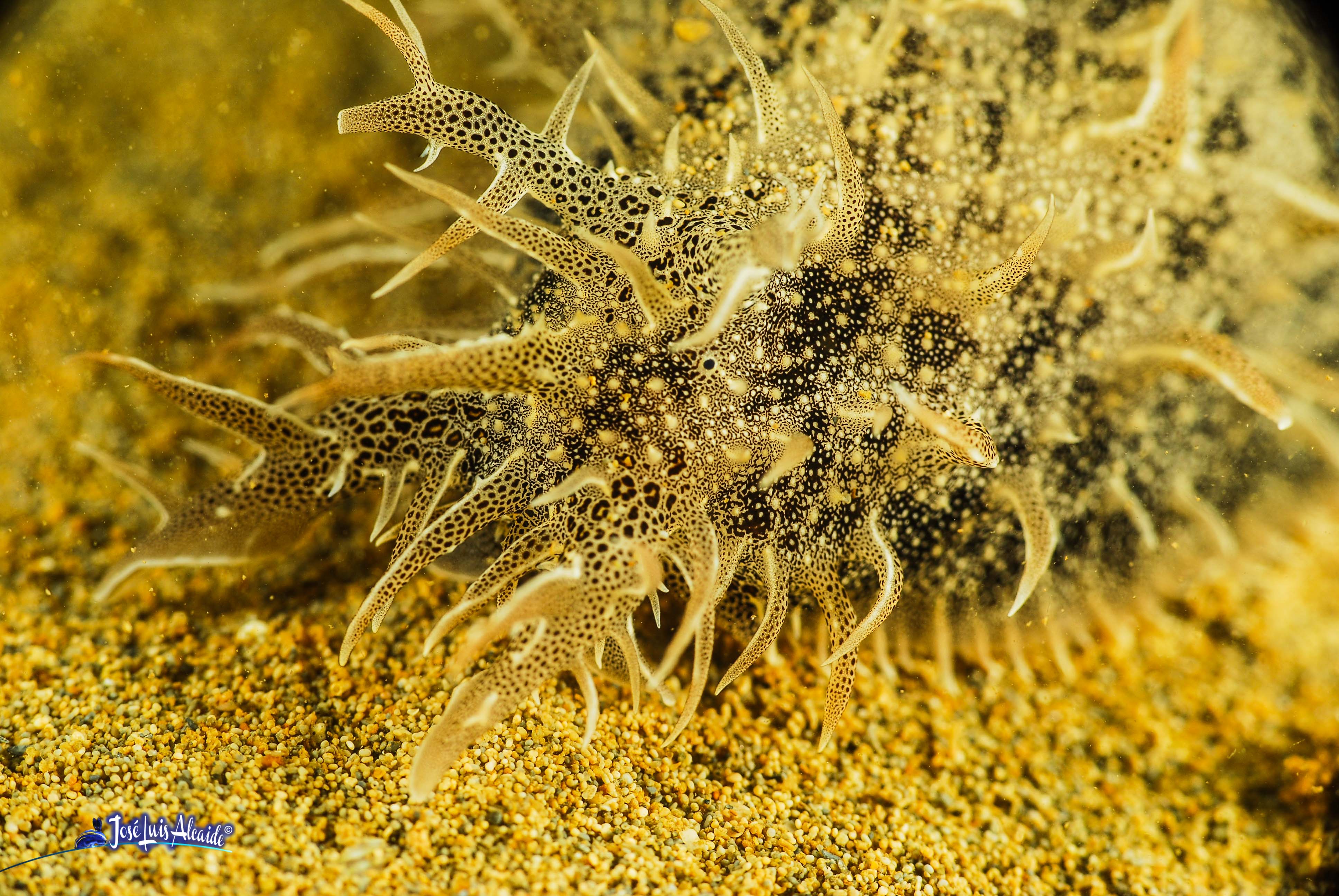 Bursatella leachii
