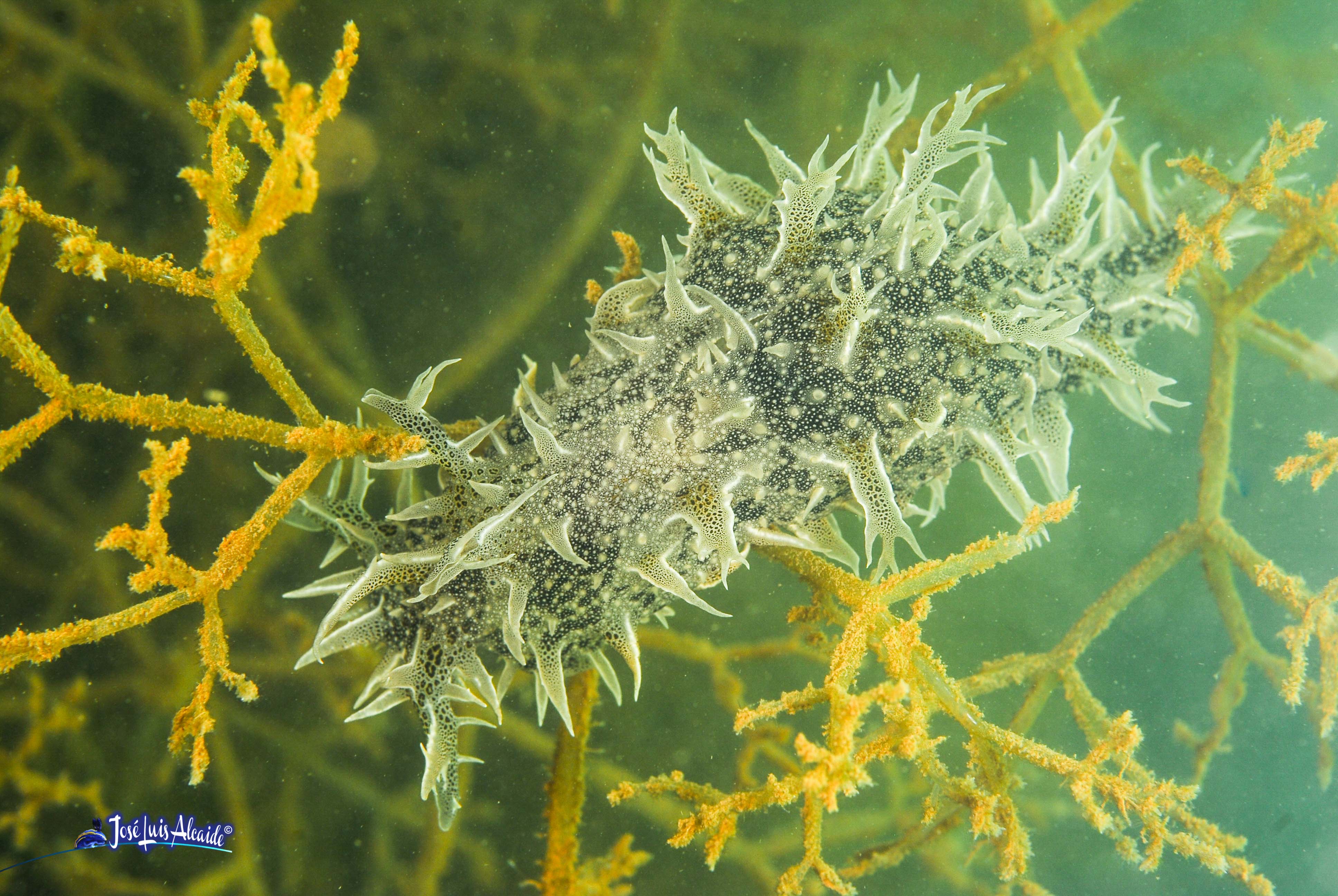 Bursatella leachii