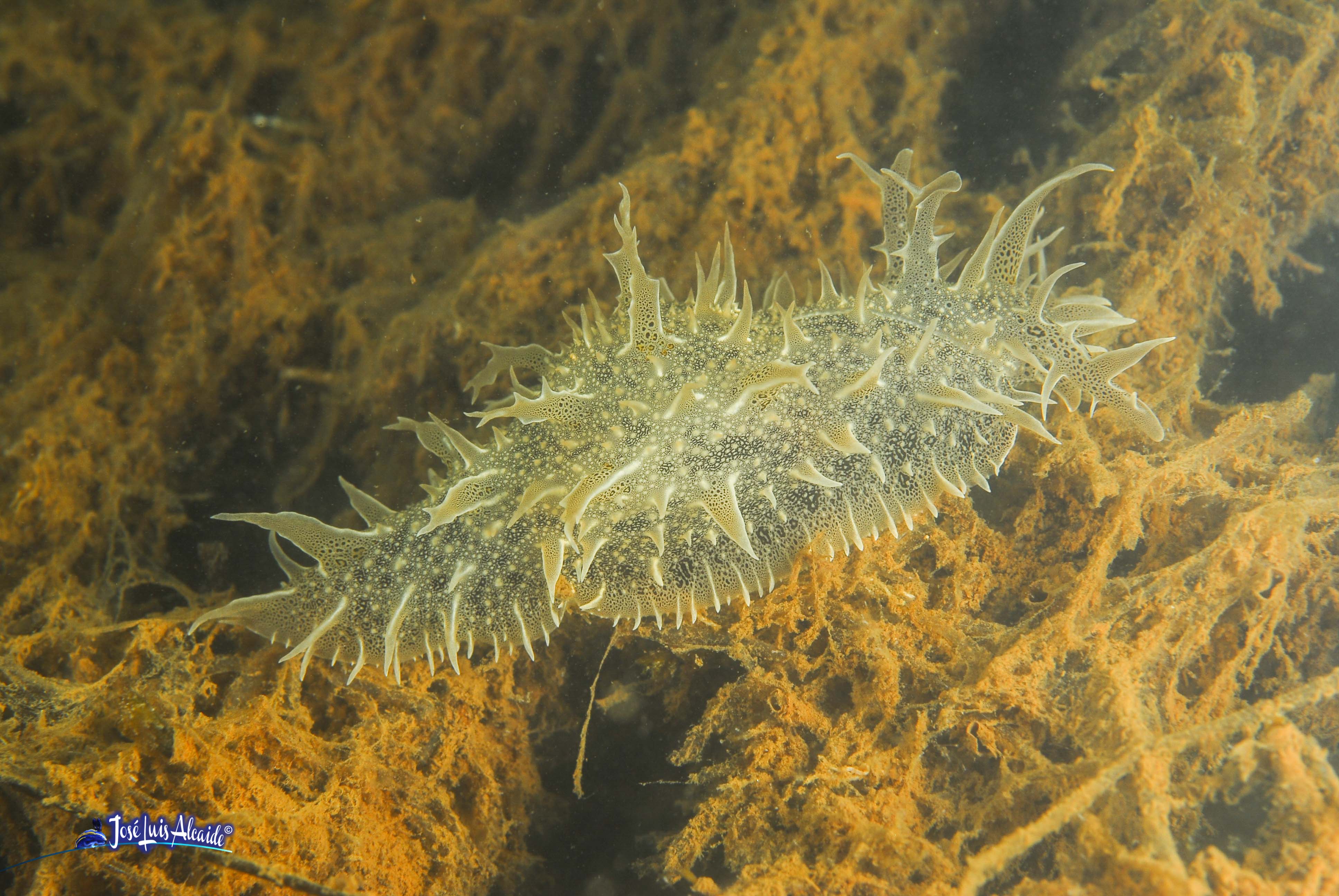 Bursatella leachii