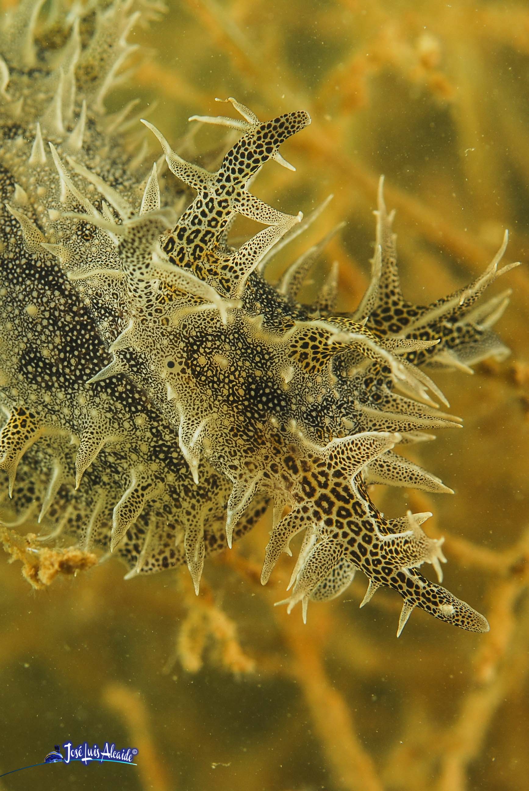 Bursatella leachii