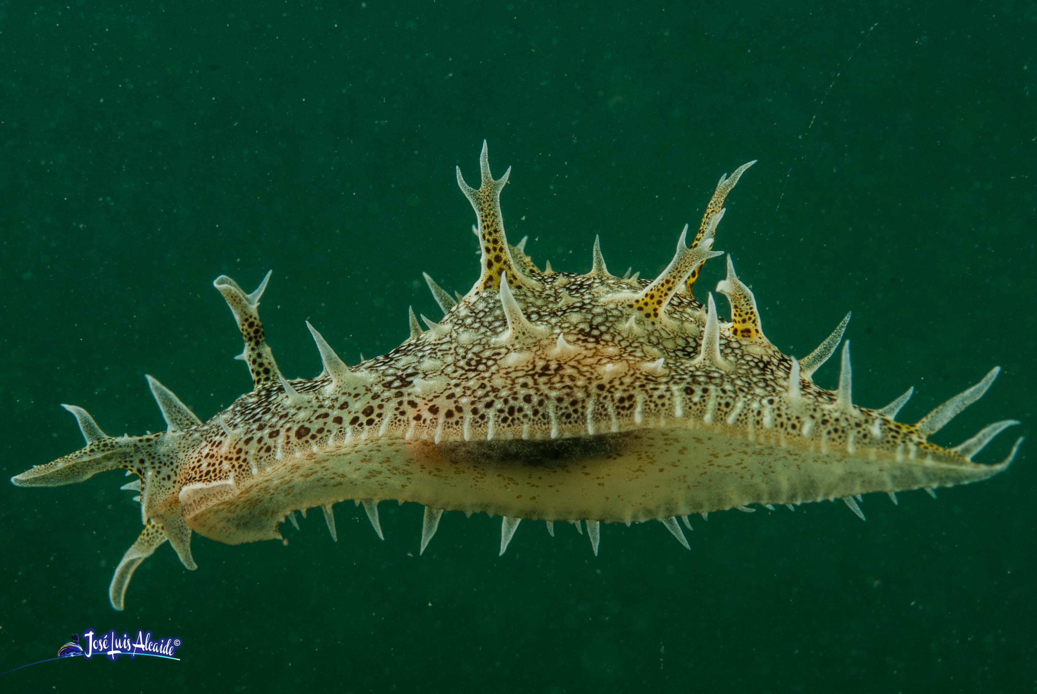 Bursatella leachii