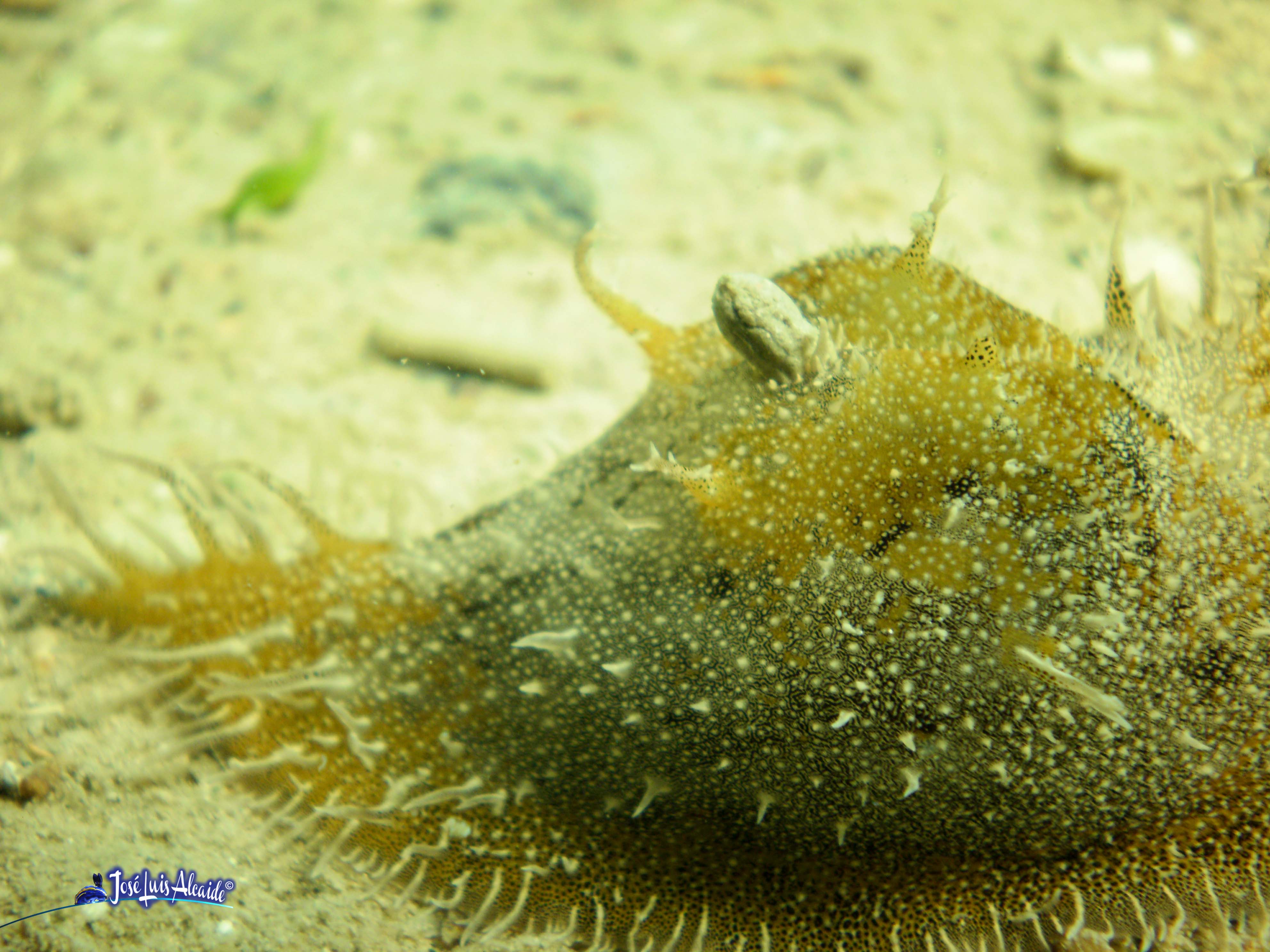 Bursatella leachii