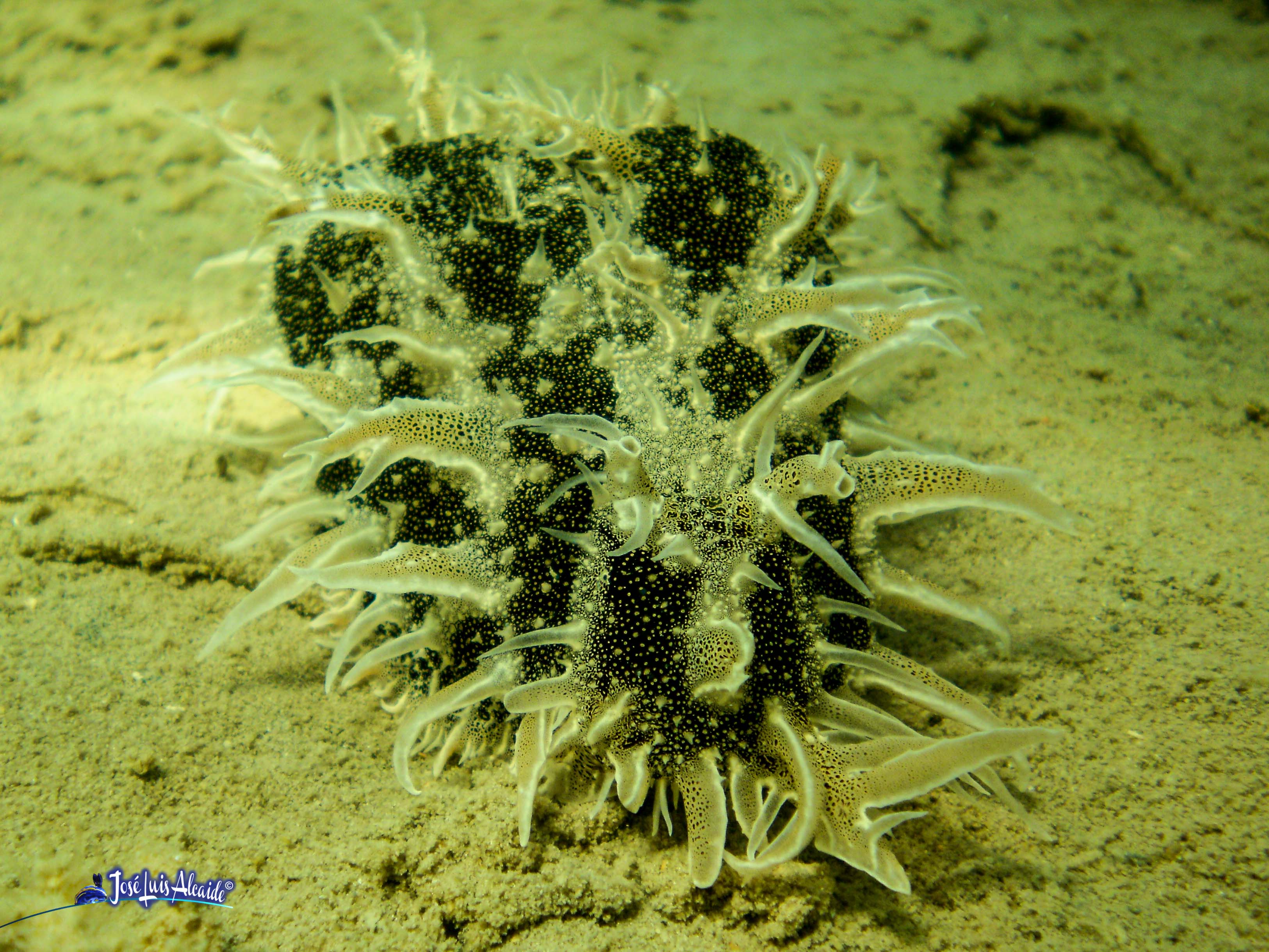 Bursatella leachii