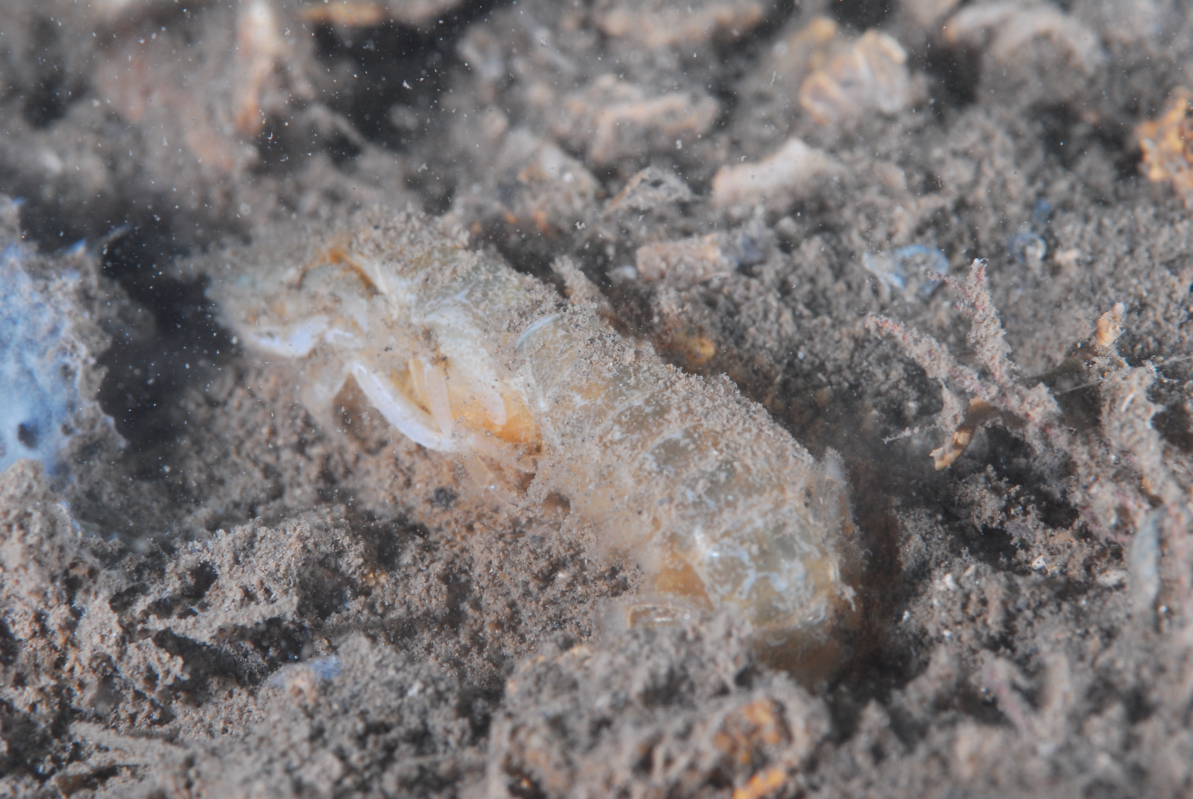 Callianassa tyrrhena