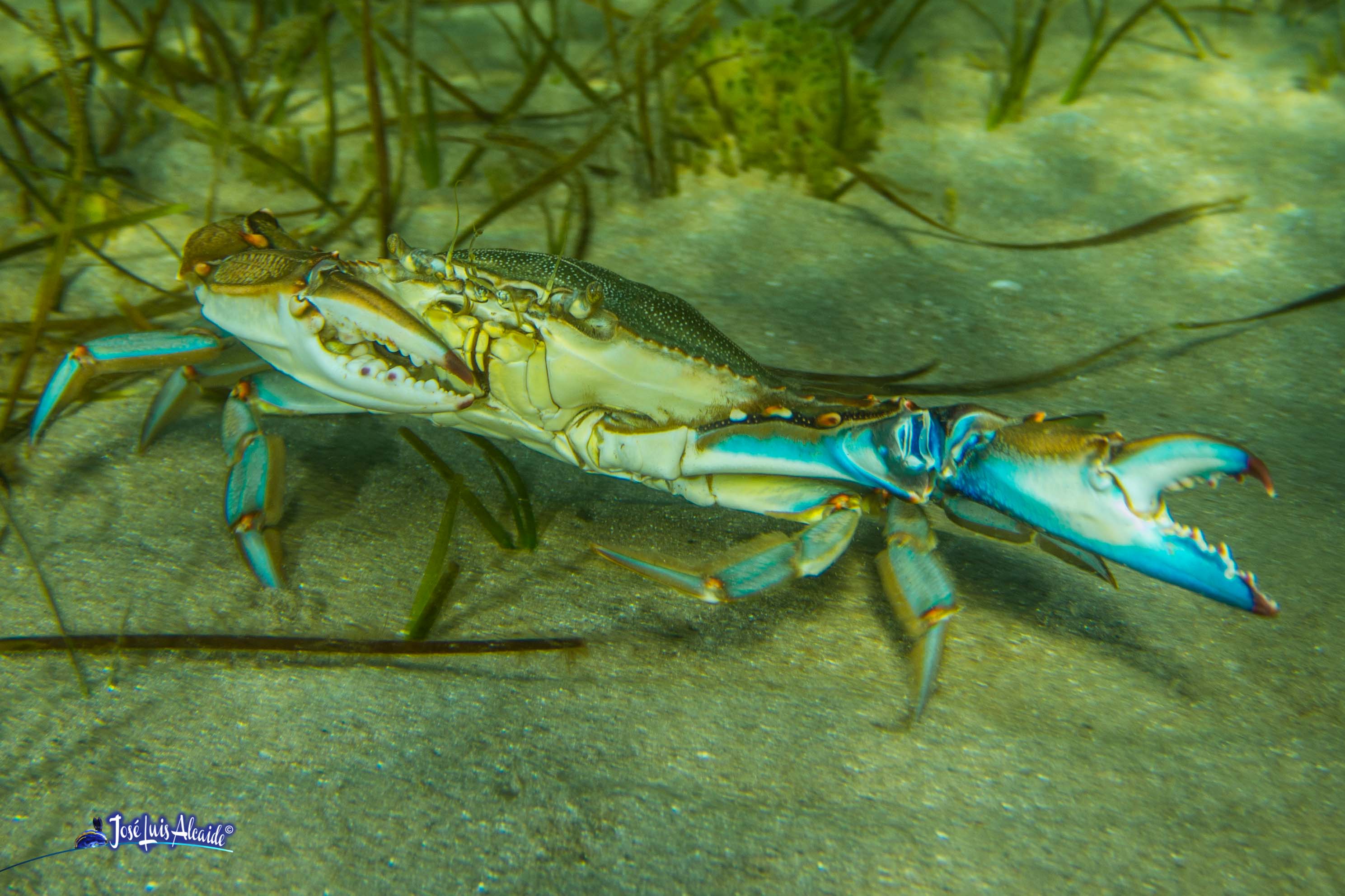 Callinectes sapidus jaiba