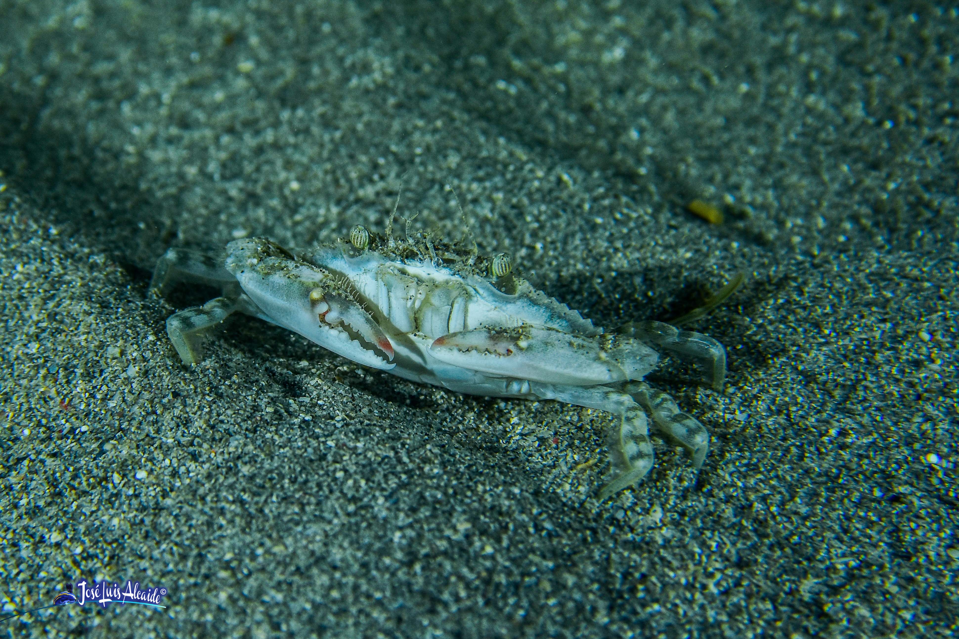 Callinectes sapidus jaiba