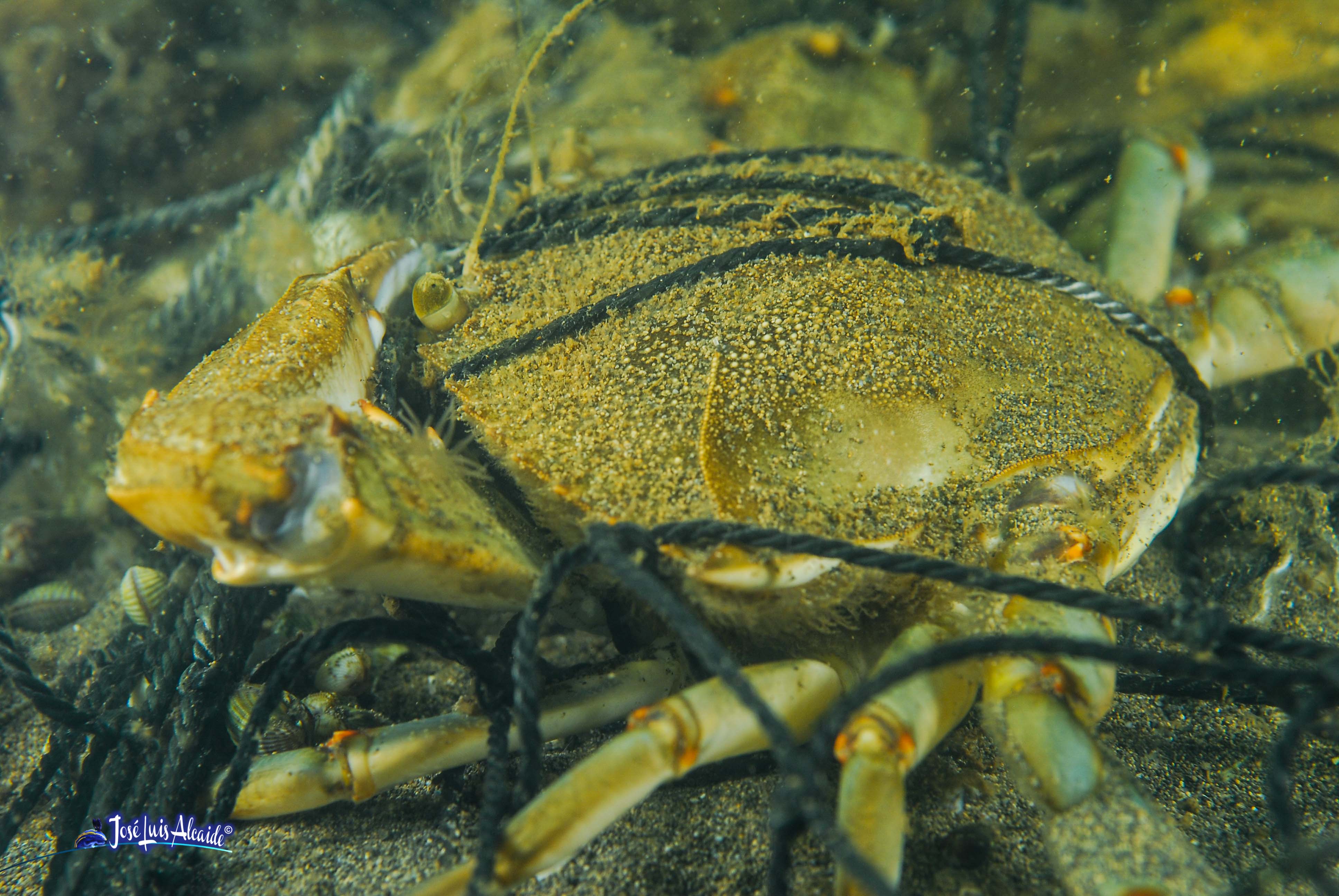 Callinectes sapidus jaiba